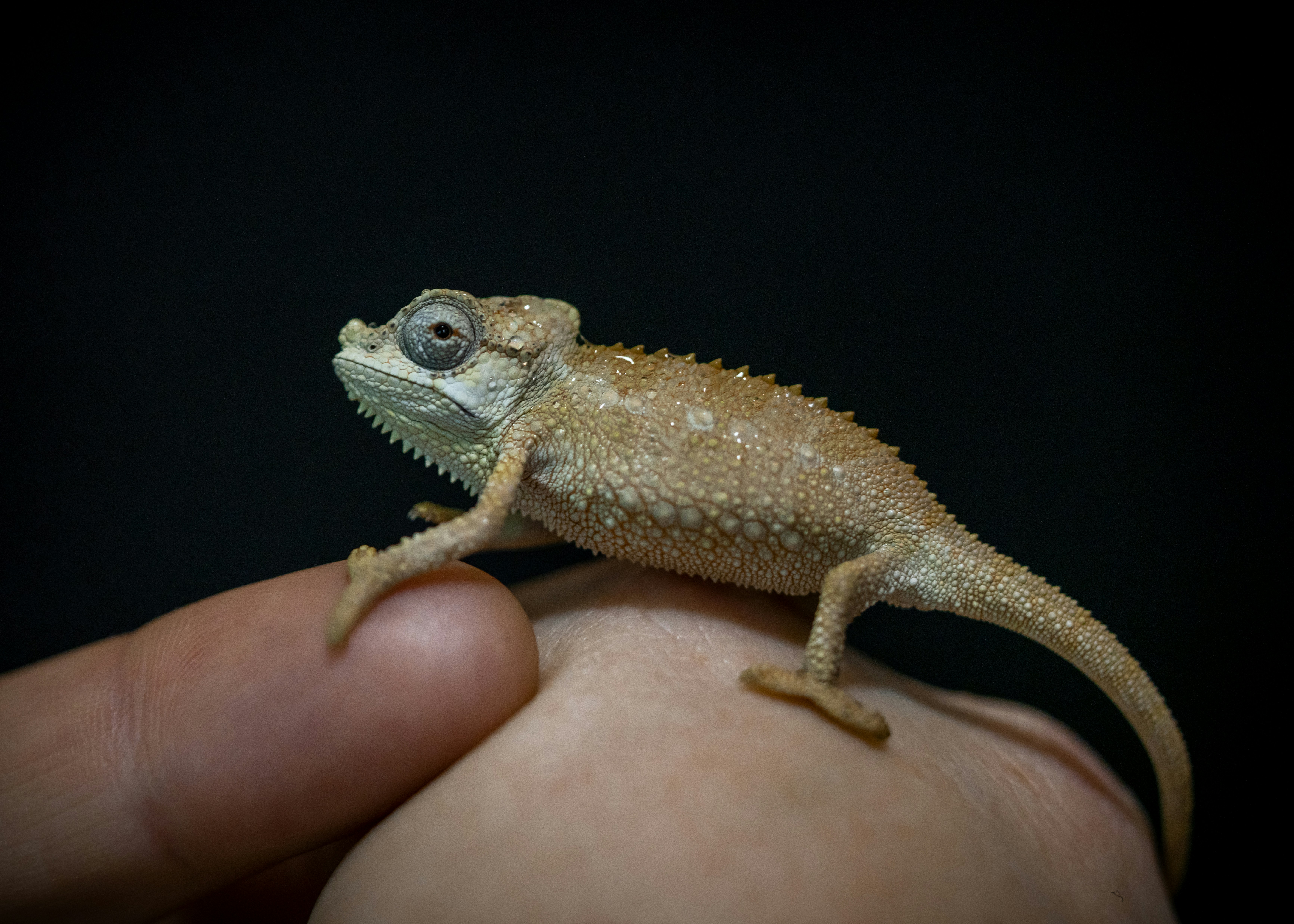 Reptile Heating Options: Heat Panels vs Lamps vs Ceramic
