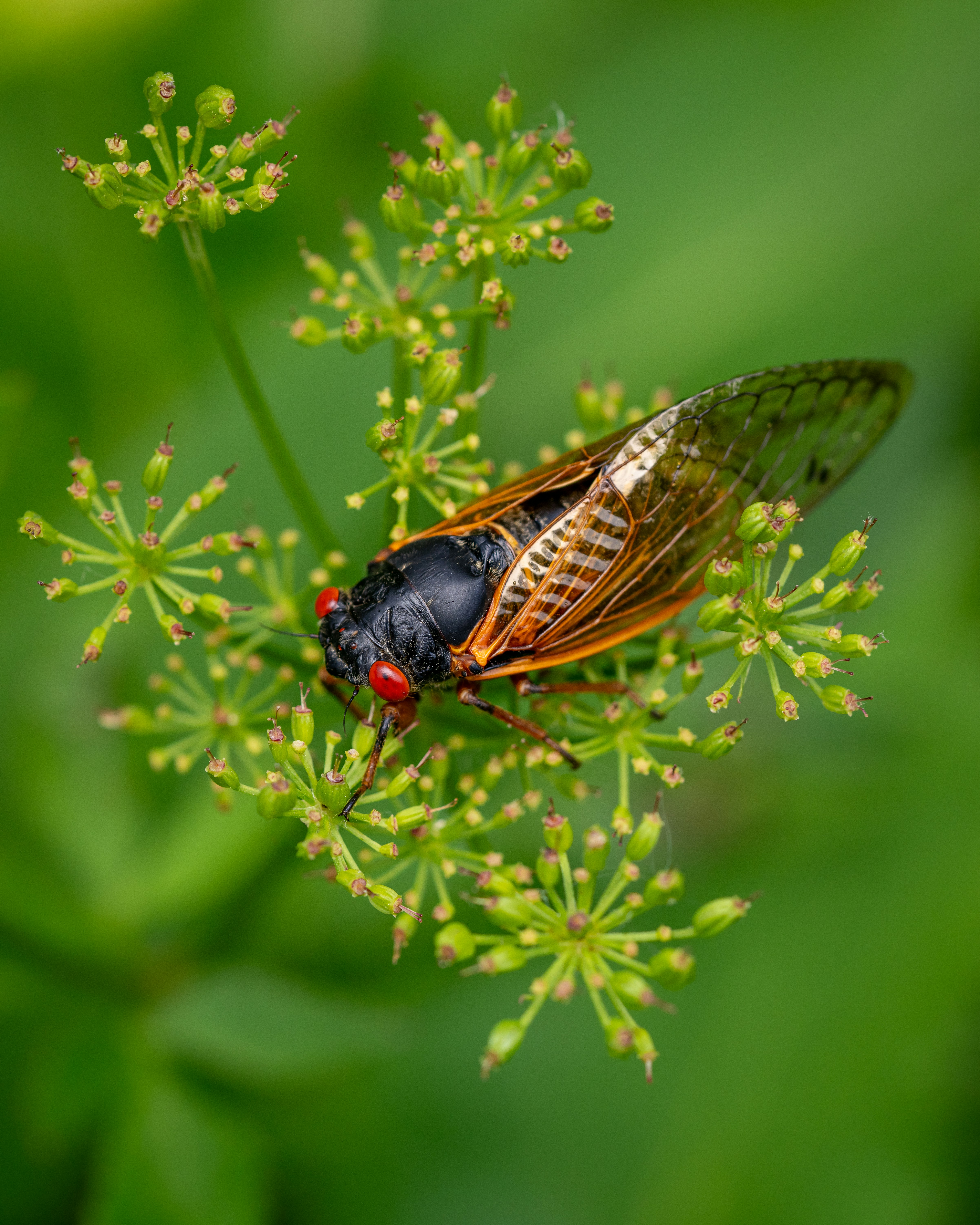A bug sitting on top of a green plant