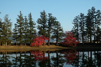 A body of water surrounded by lots of trees