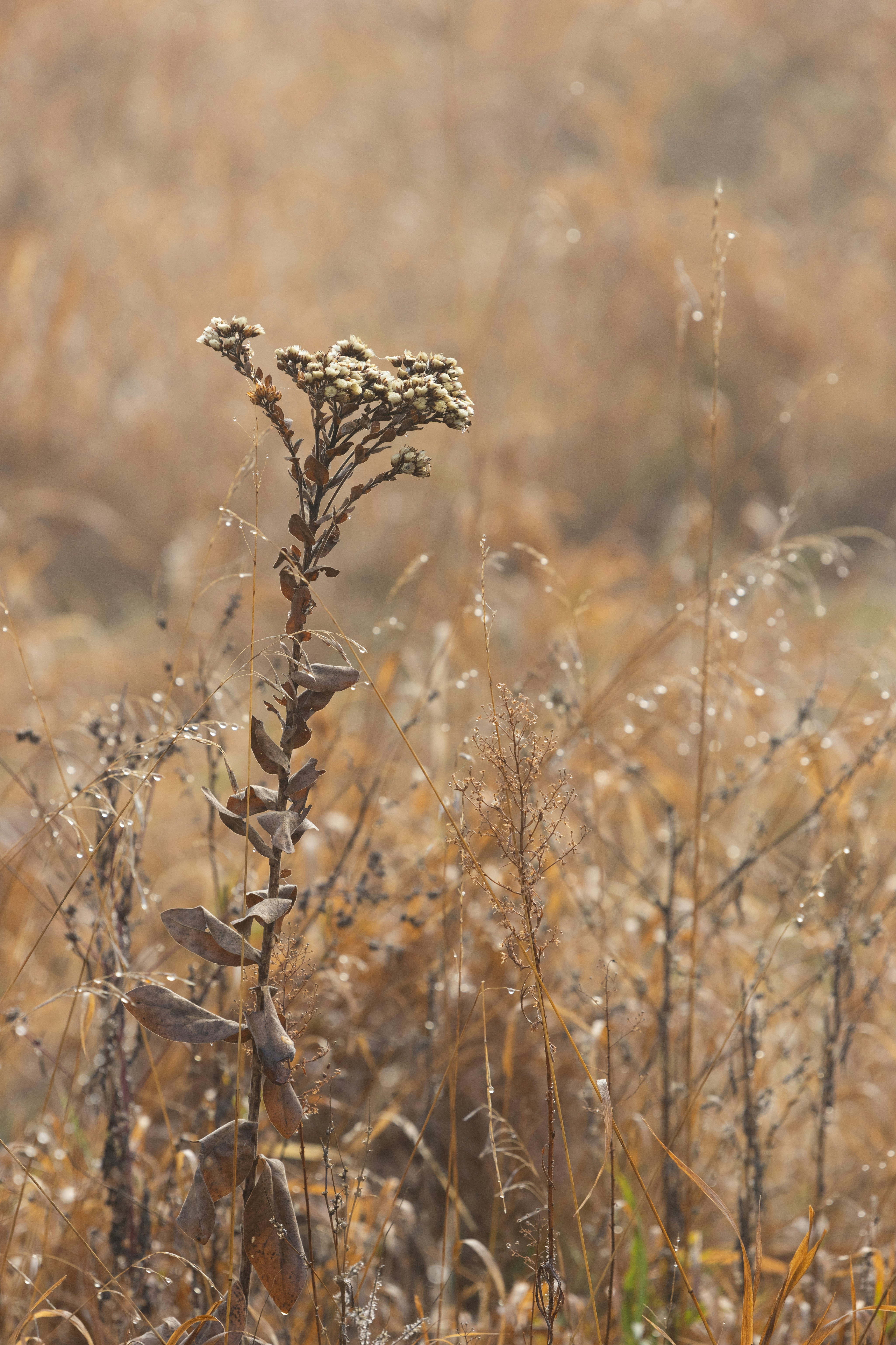 Photo by brandonstoll