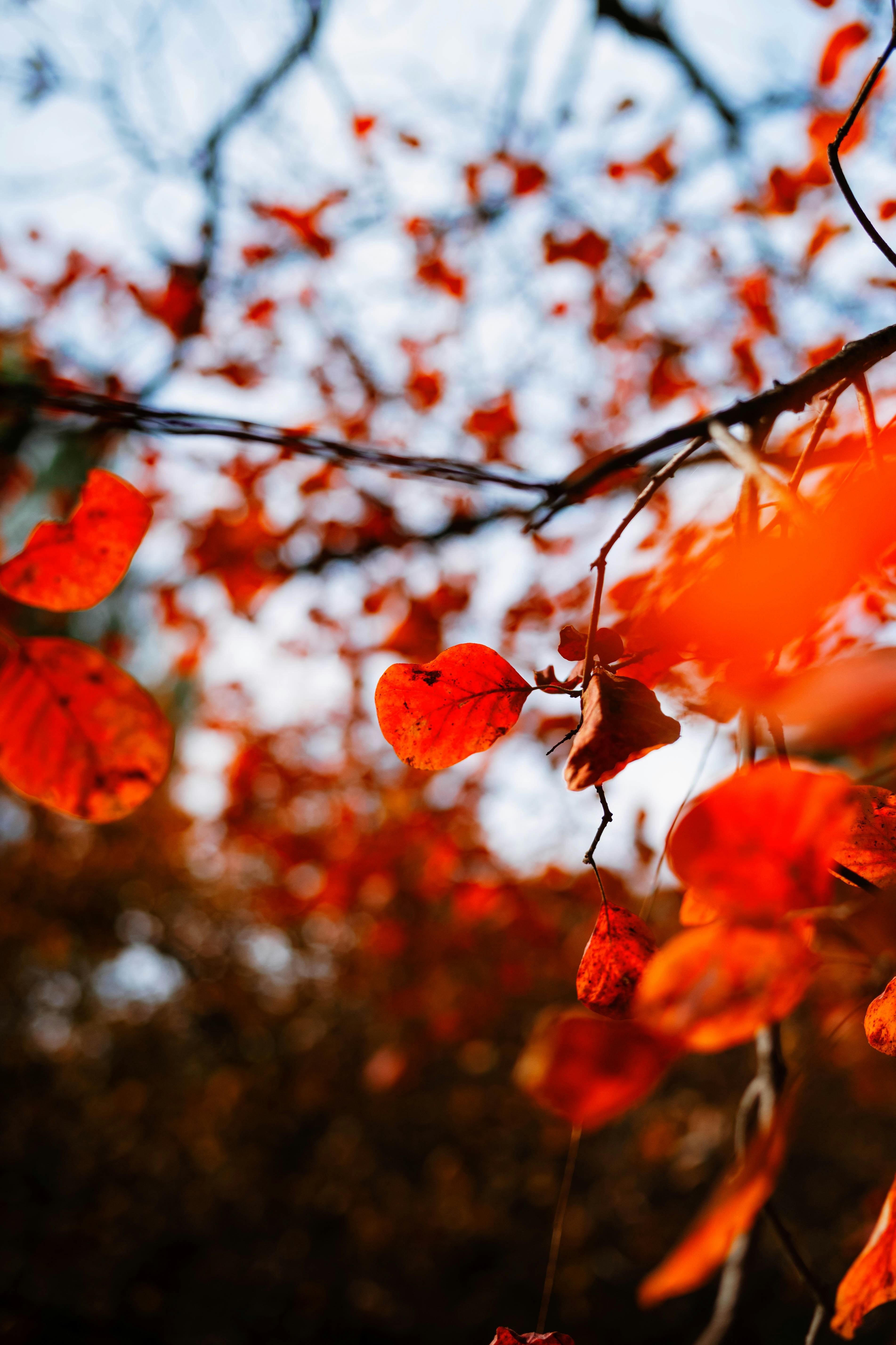 Photo by tommaomaoer