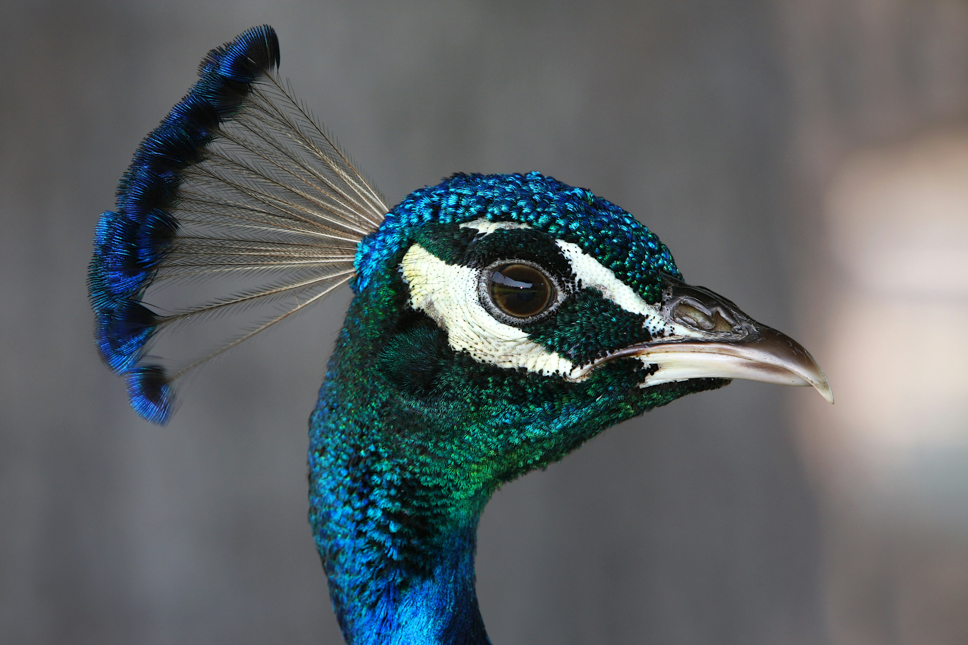 Photo by john_cardamone