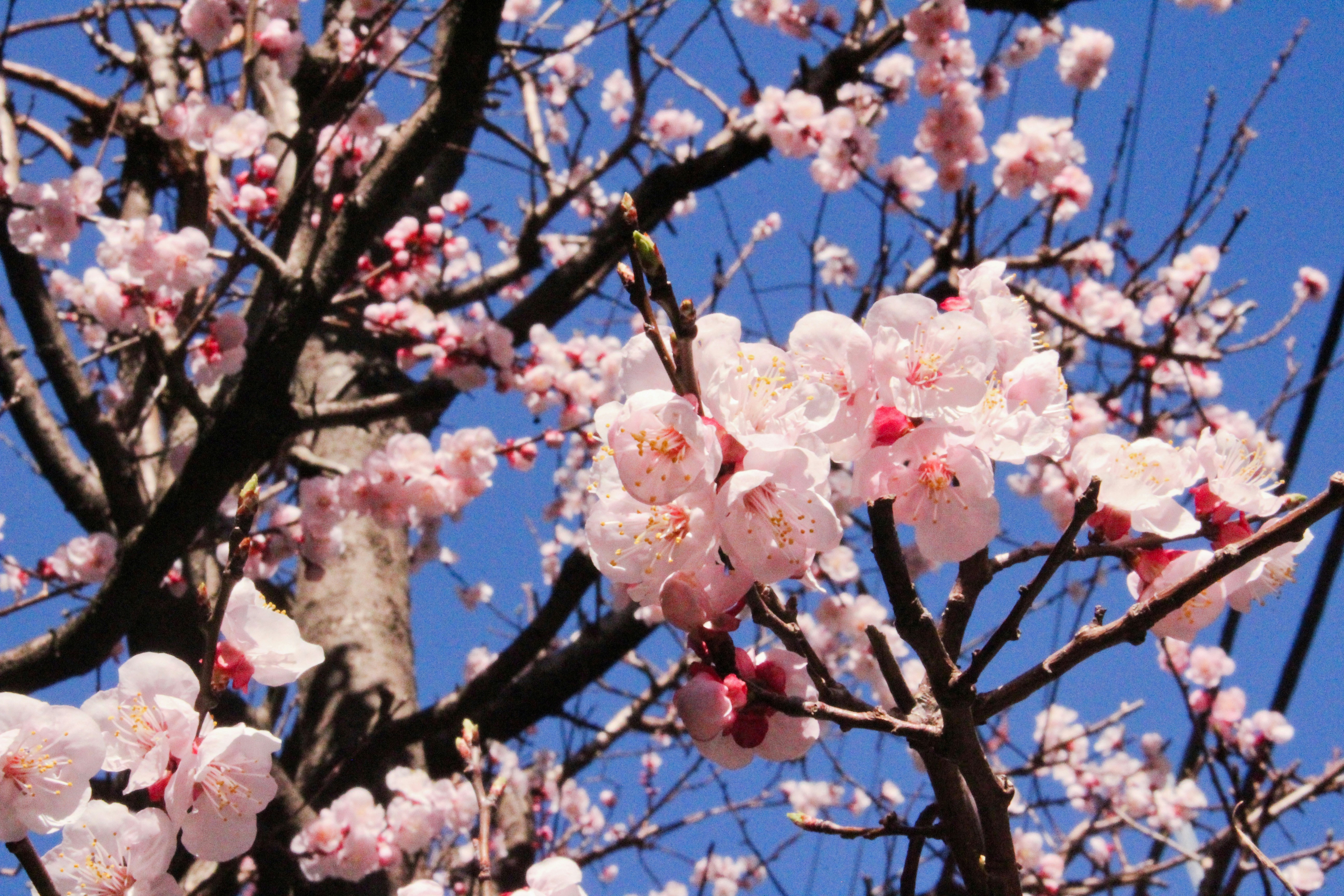 Photo by elijahaustin