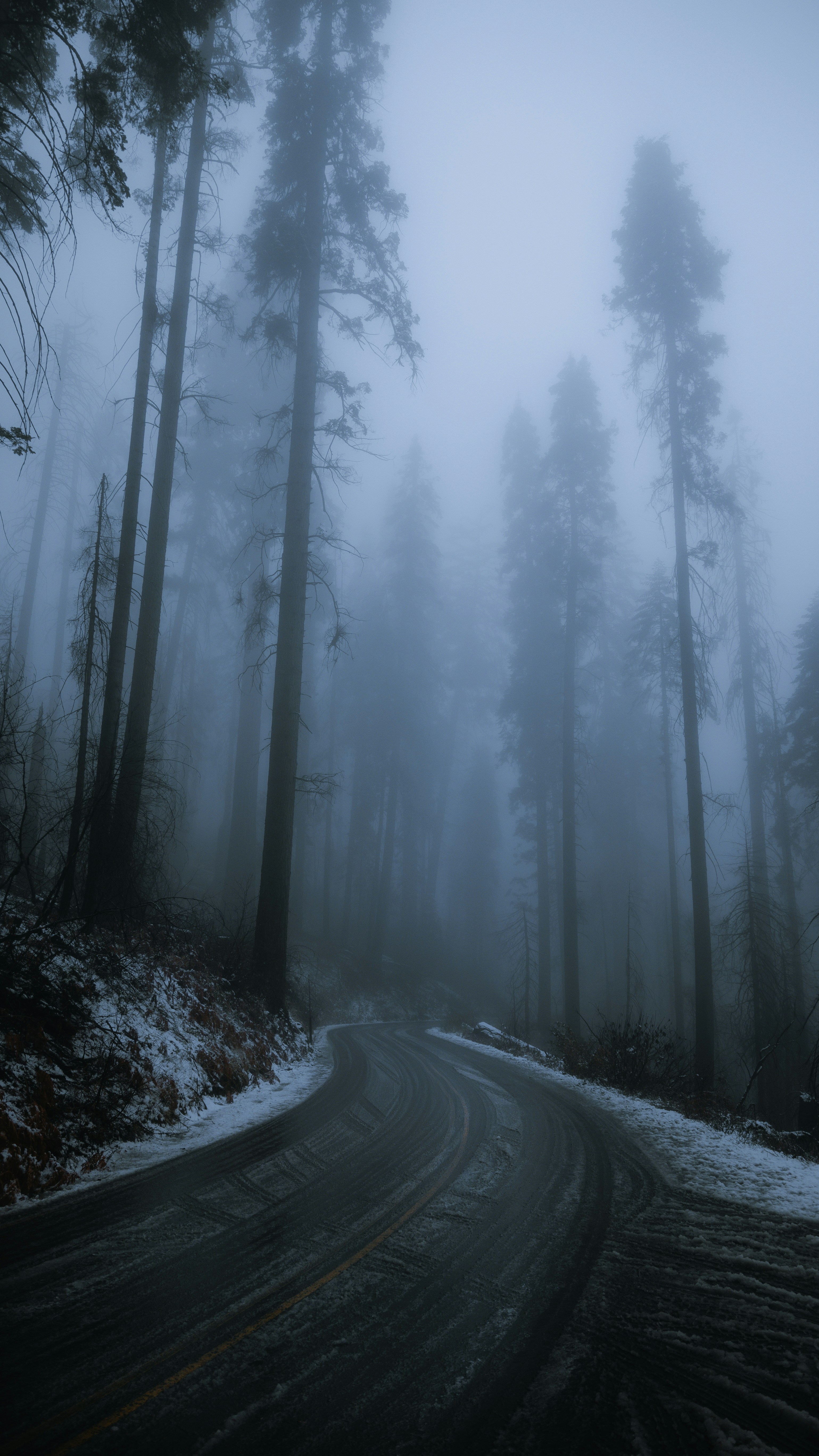 A foggy road in the middle of a forest photo – Free Sequoia national ...
