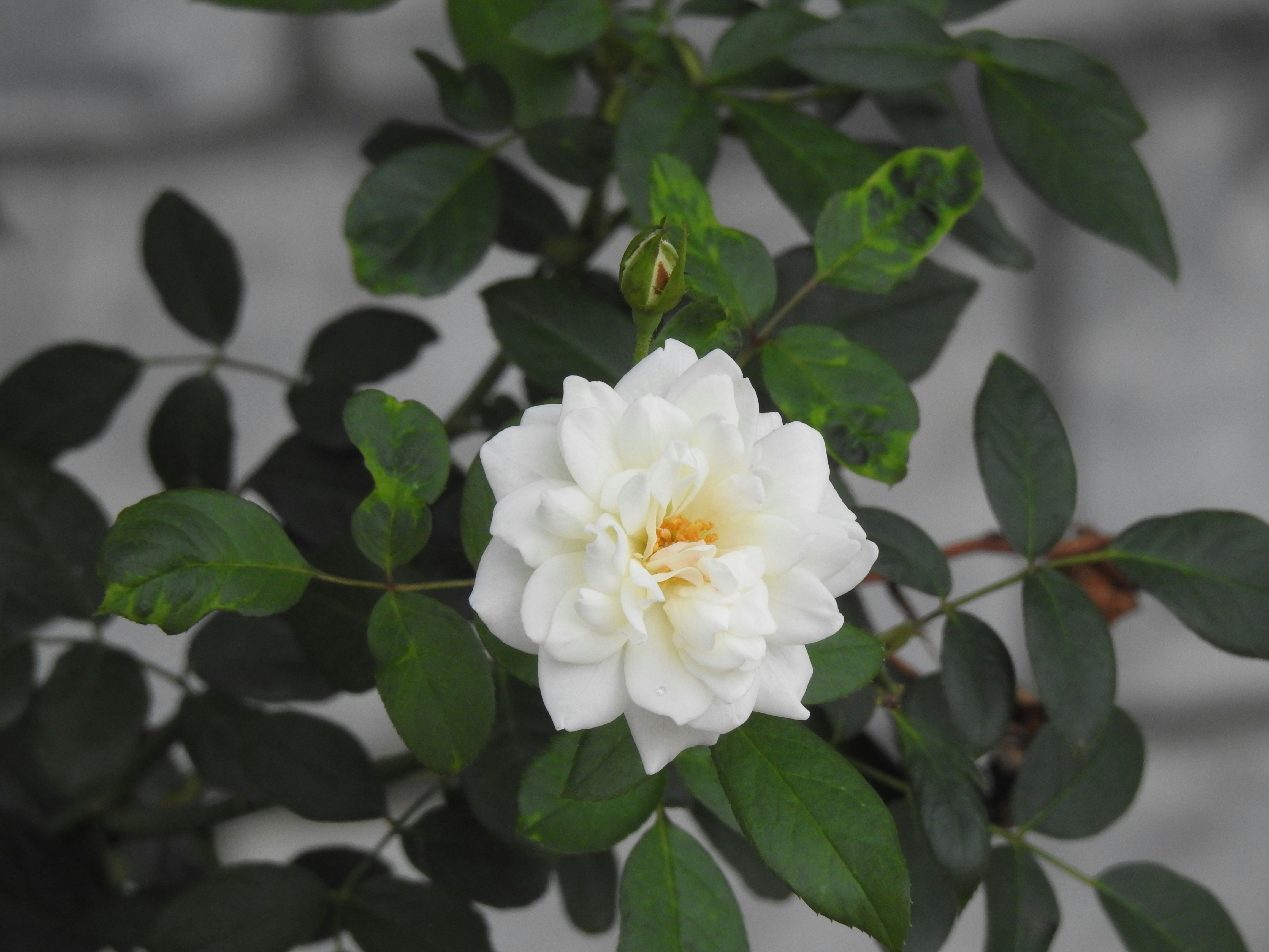 A white flower with green leaves in front of a brick wall