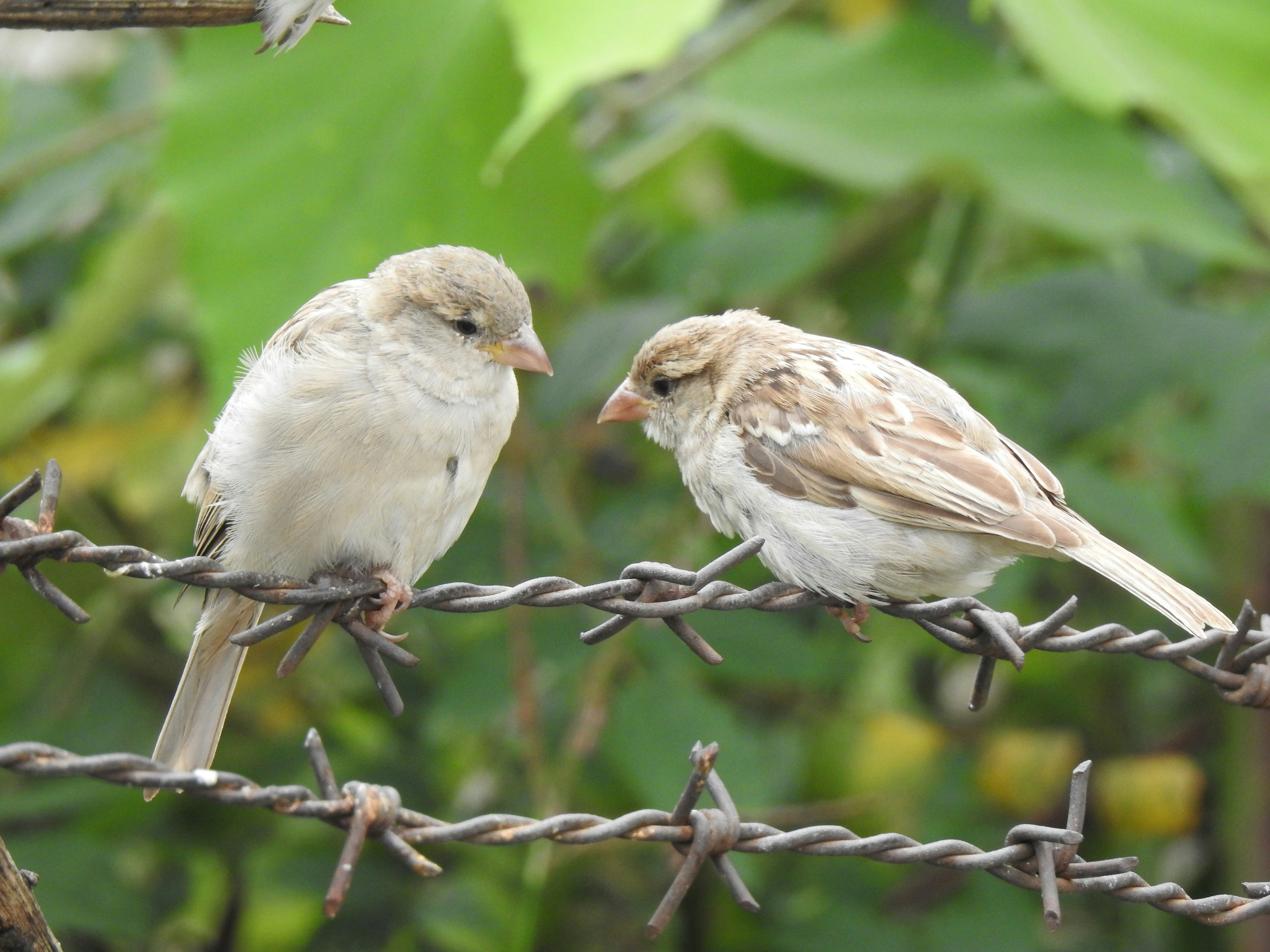 Two birds sitting on a barbed wire fence