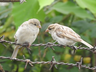 Two birds sitting on a barbed wire fence