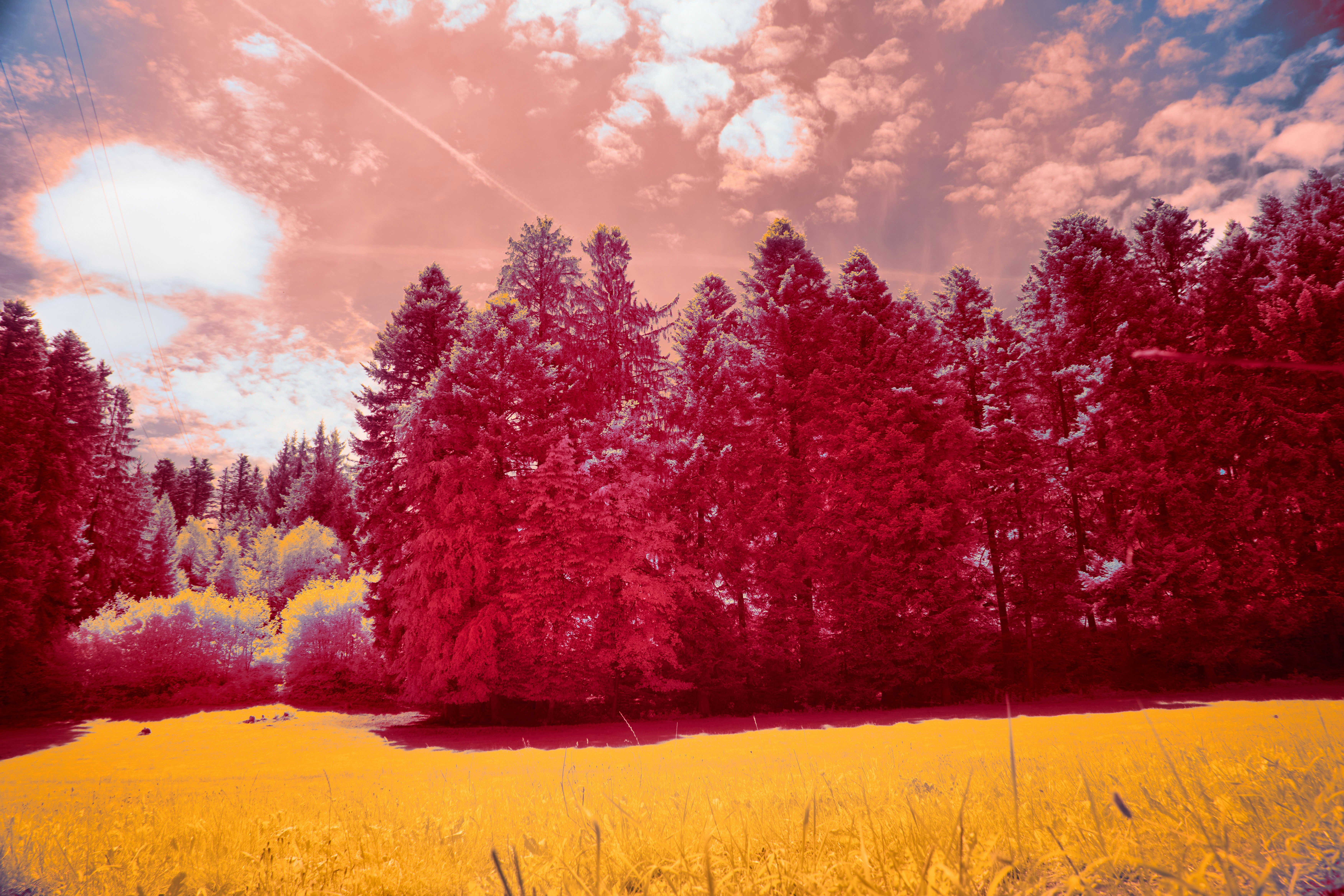 Photo by wolfgang_hasselmann