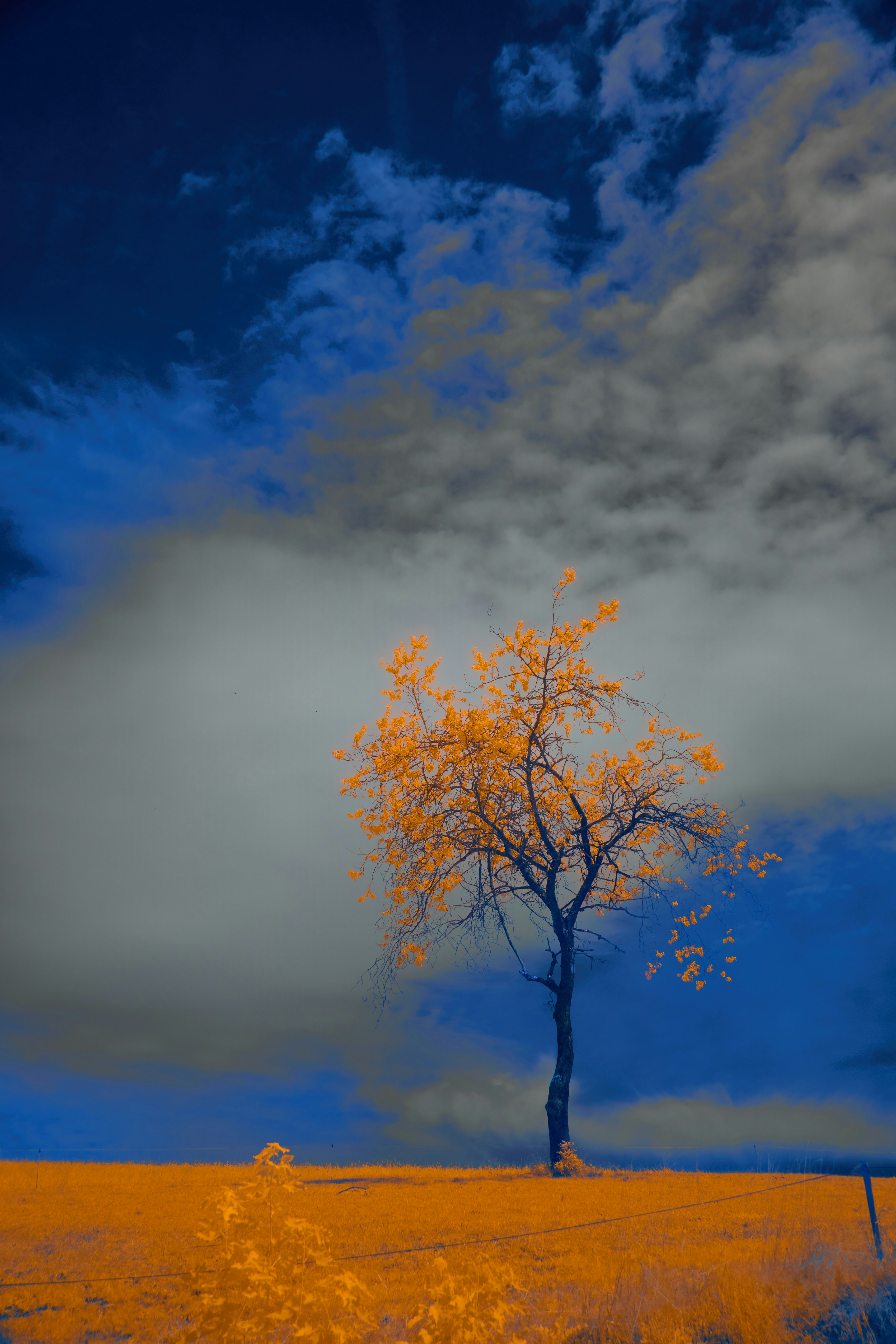 Photo by wolfgang_hasselmann