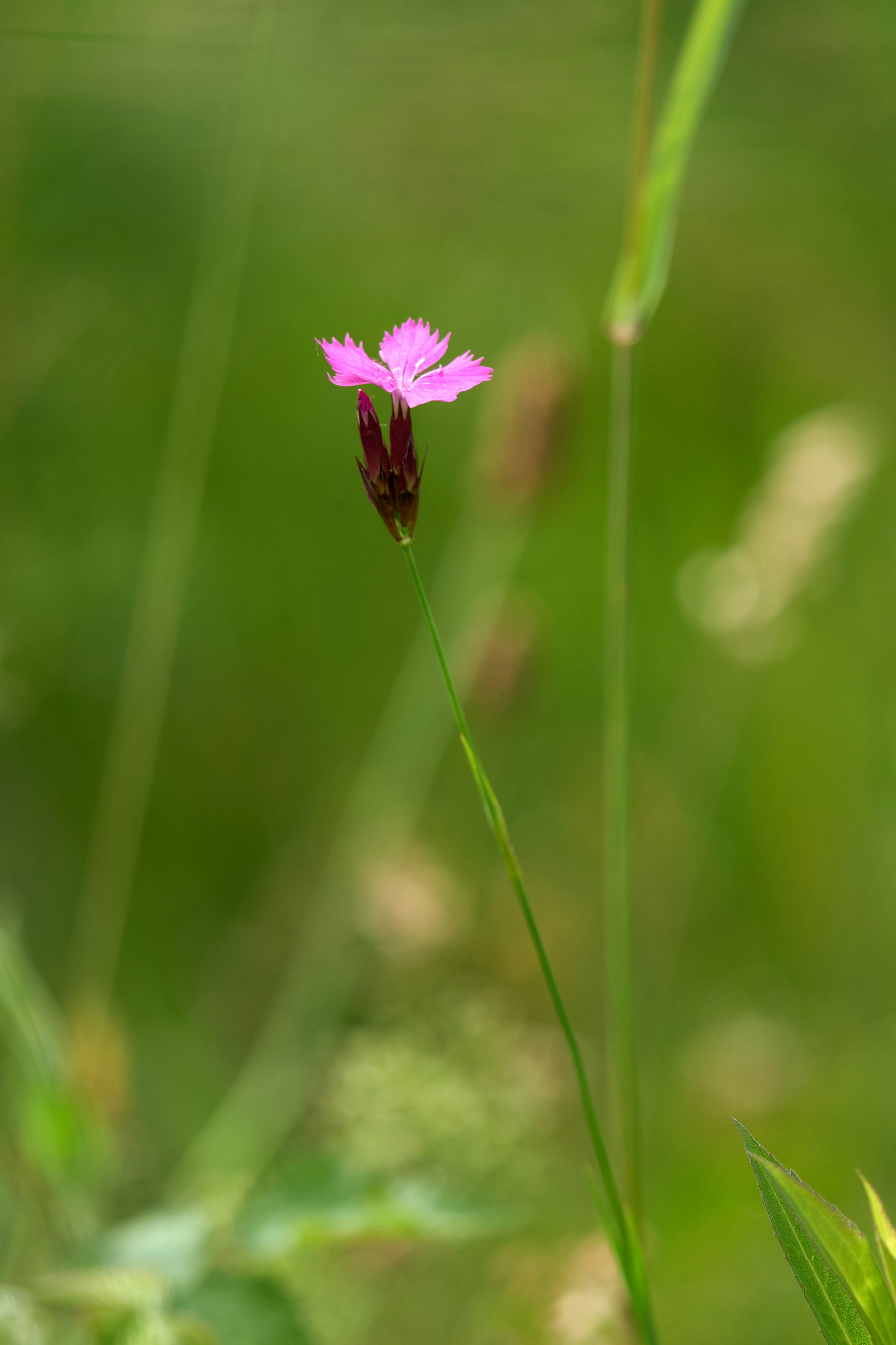 Photo by wolfgang_hasselmann