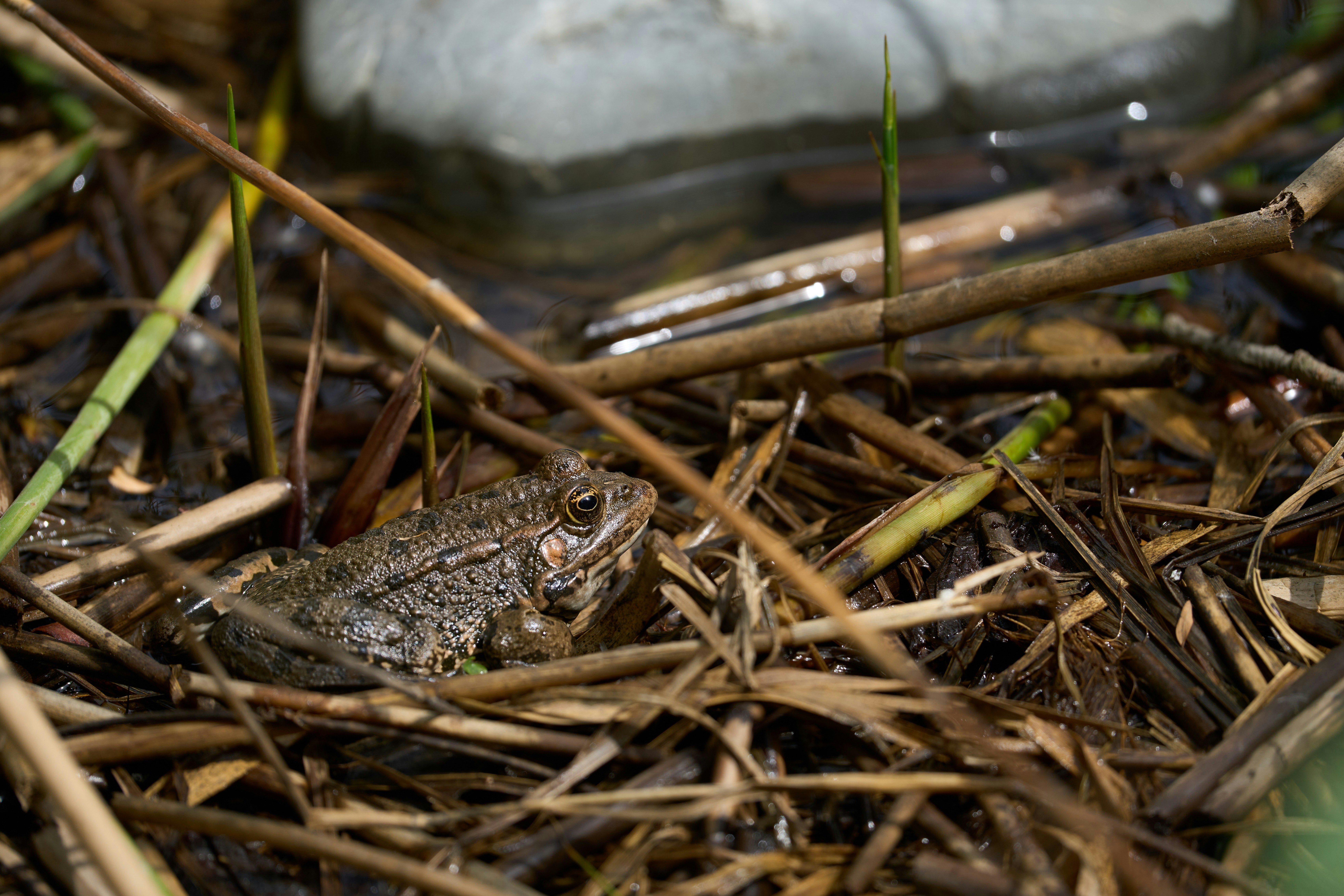 Photo by wolfgang_hasselmann