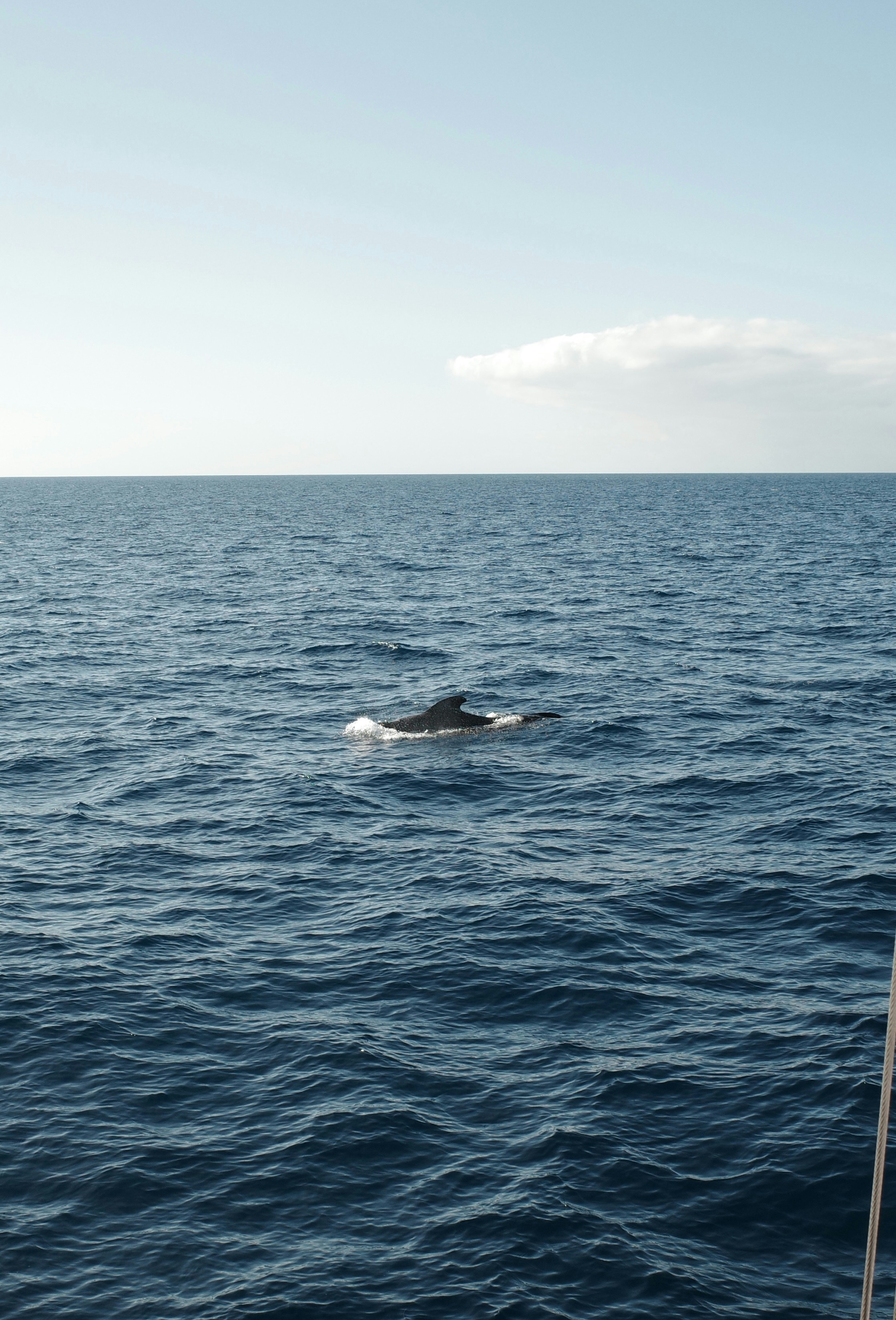 A humpback whale breaching in Maui waters