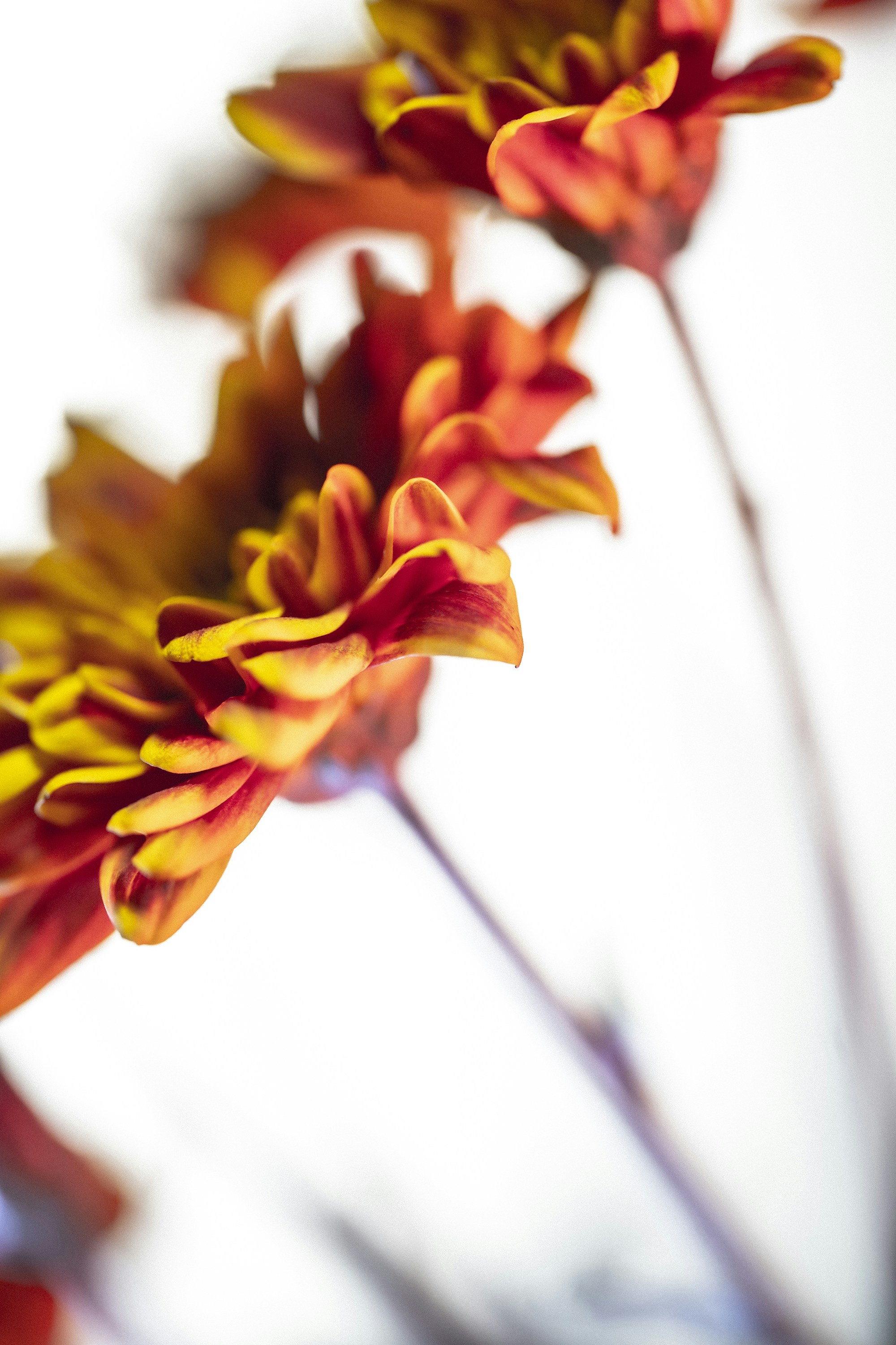 Photo by amirazariphotography