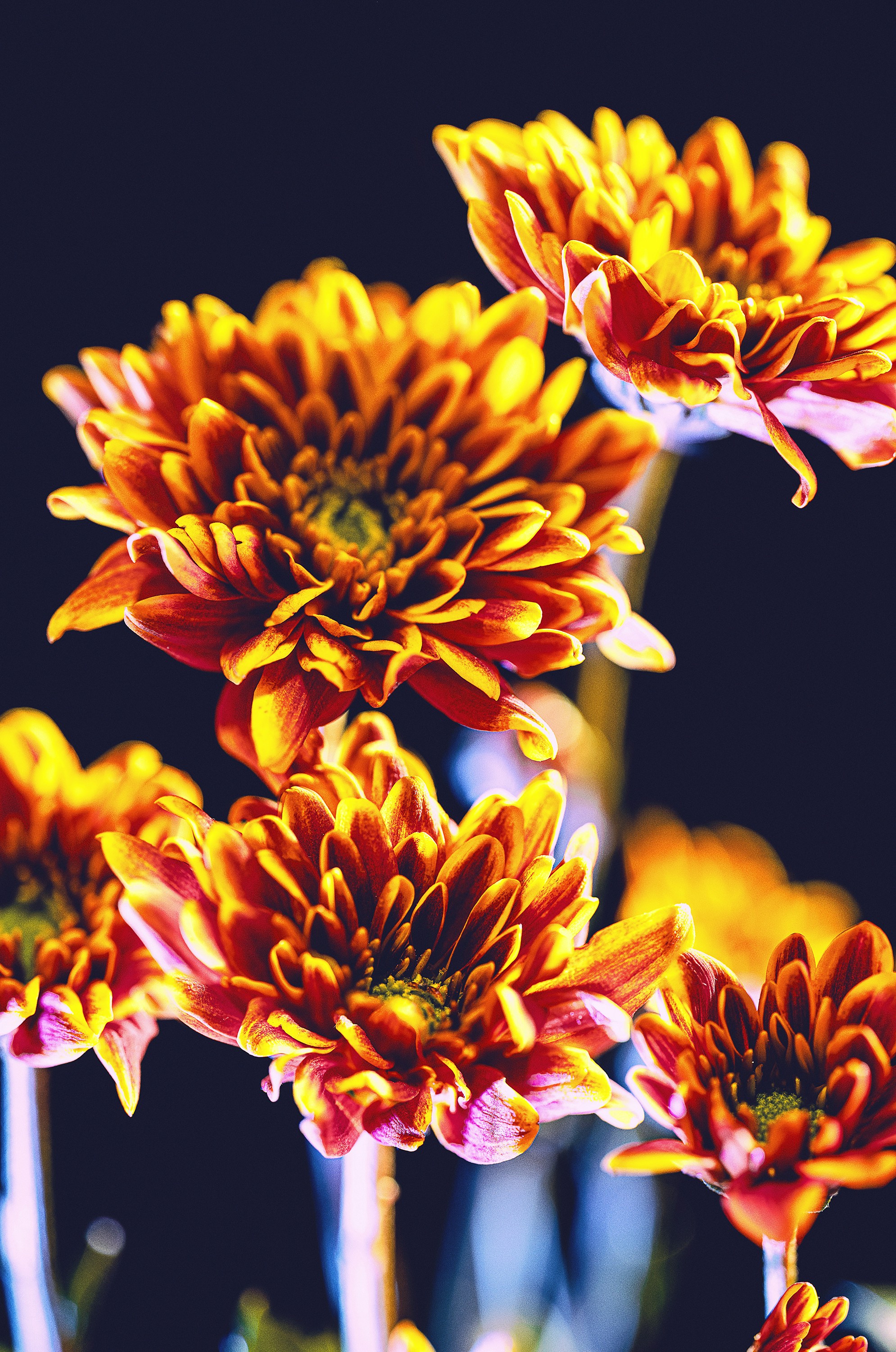 Photo by amirazariphotography