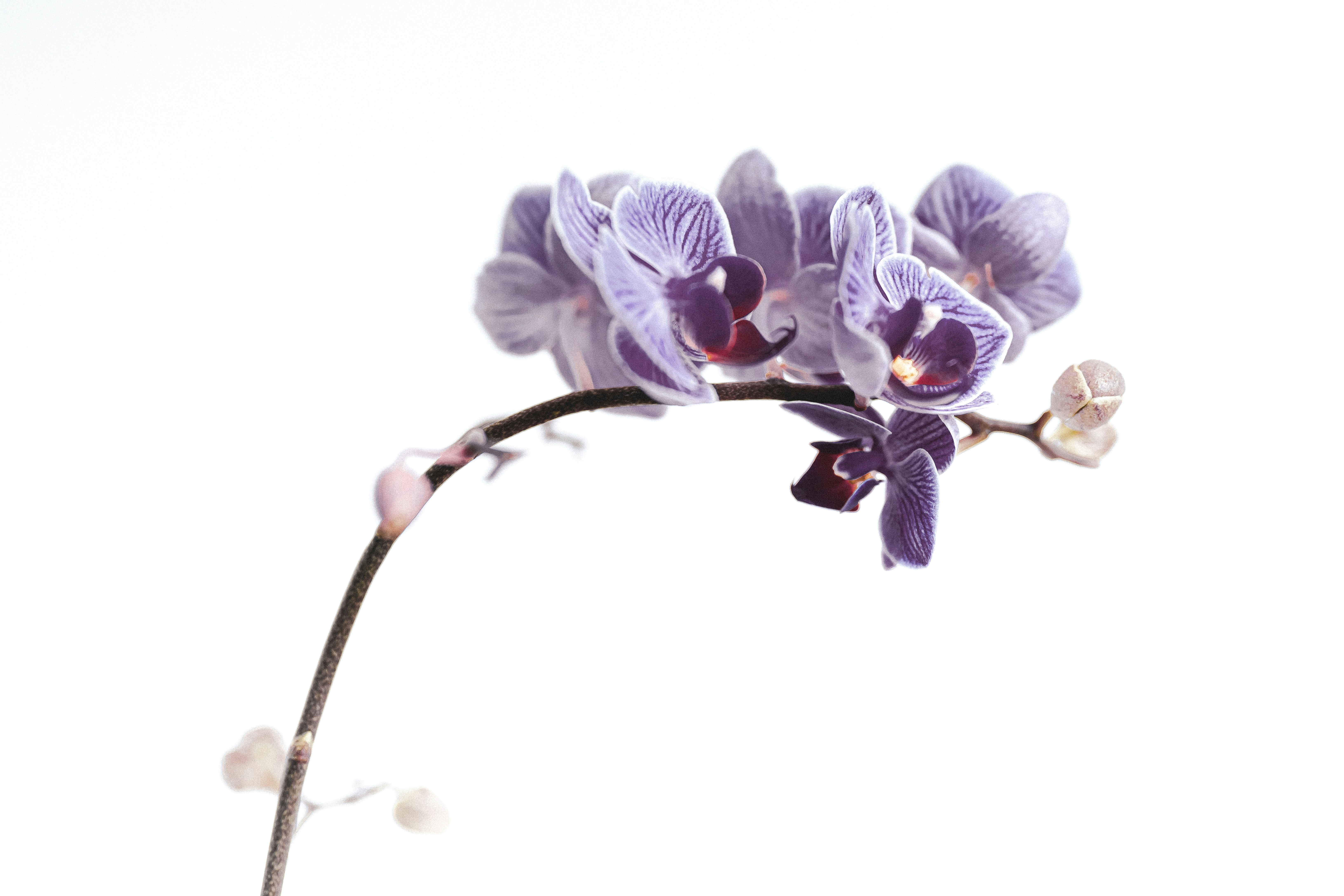 Photo by amirazariphotography