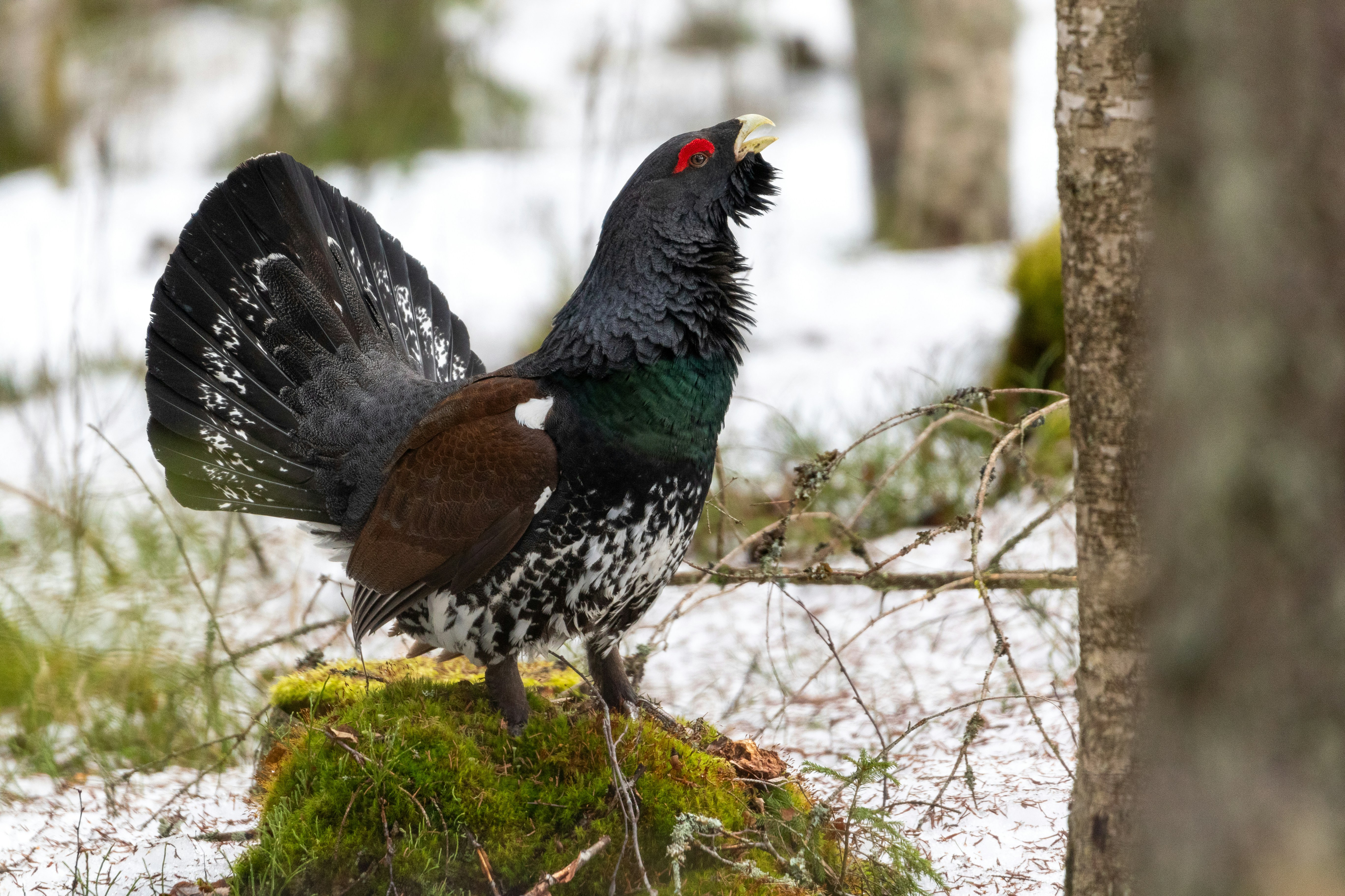 A bird standing on top of a moss covered tree stump