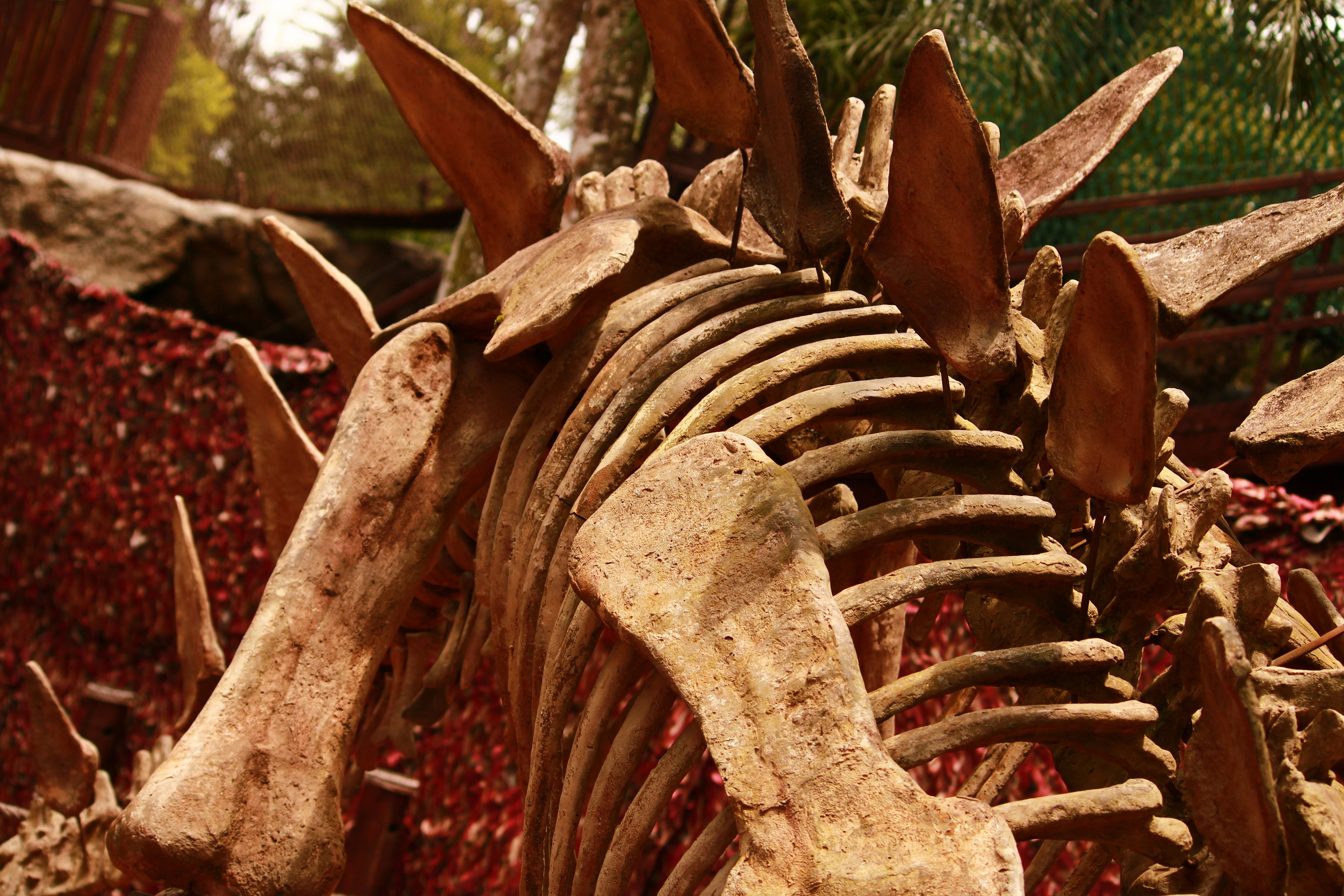 A skeleton of a dinosaur in a forest