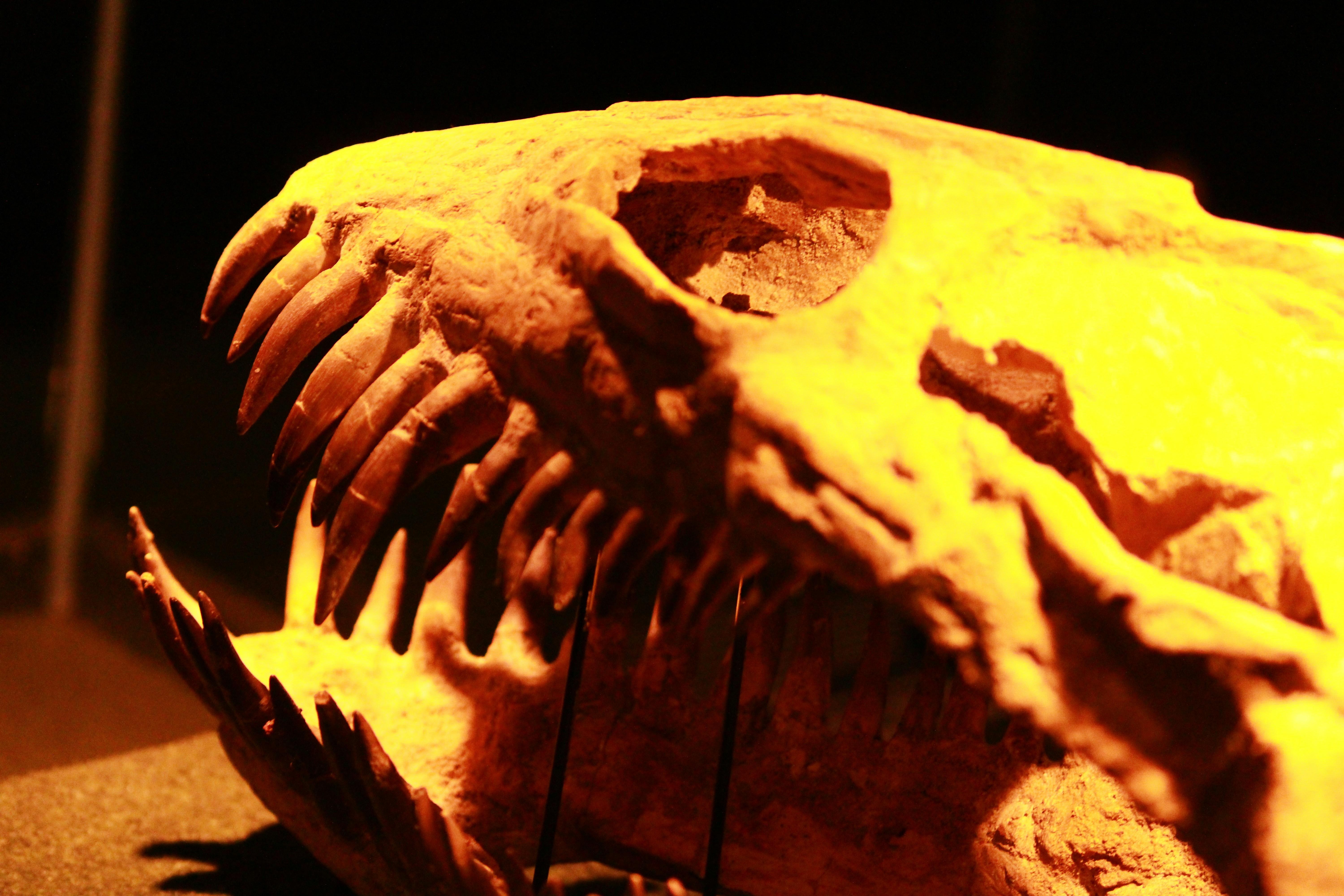 Photo by iamblondfox