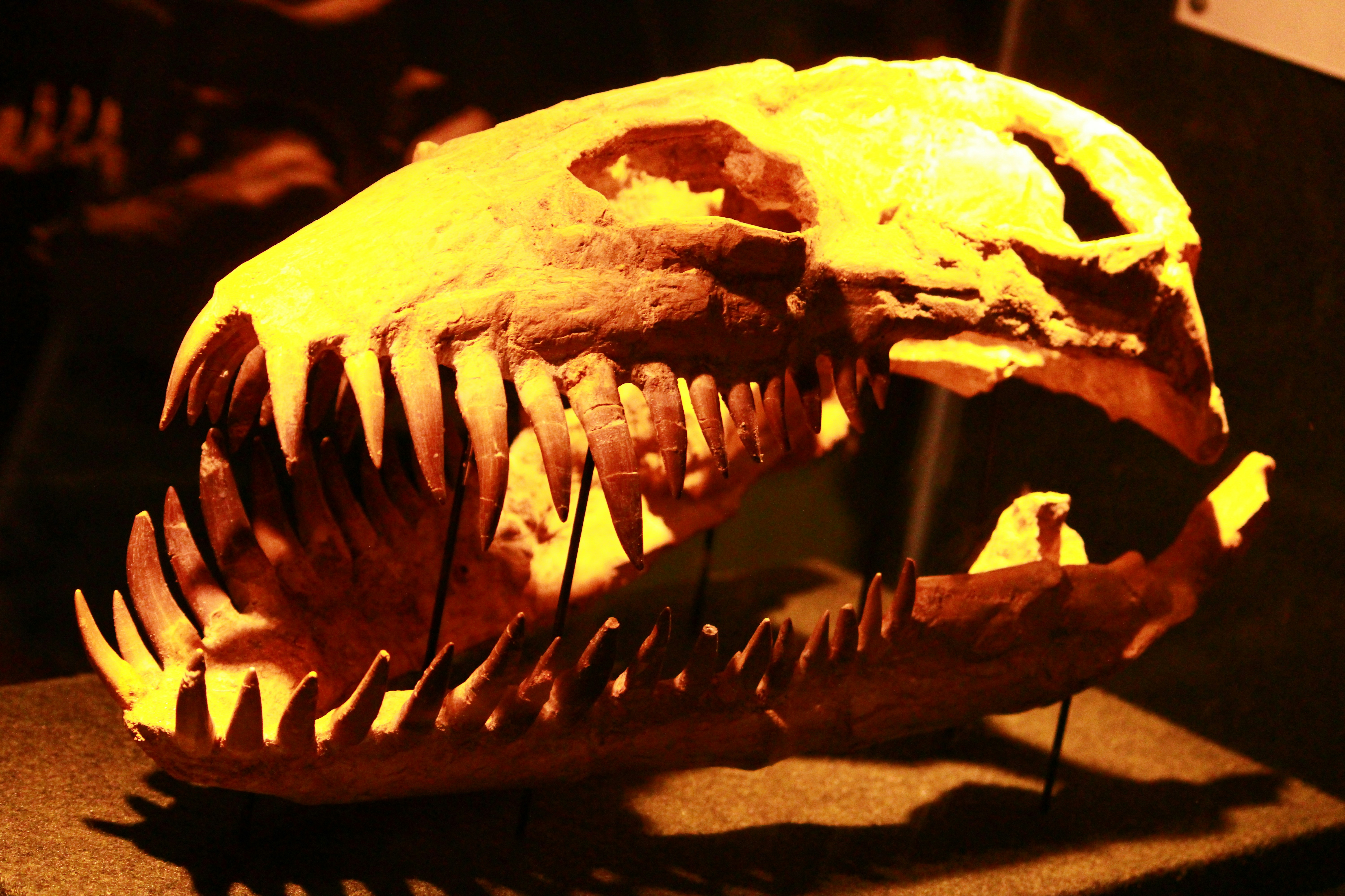 Photo by iamblondfox