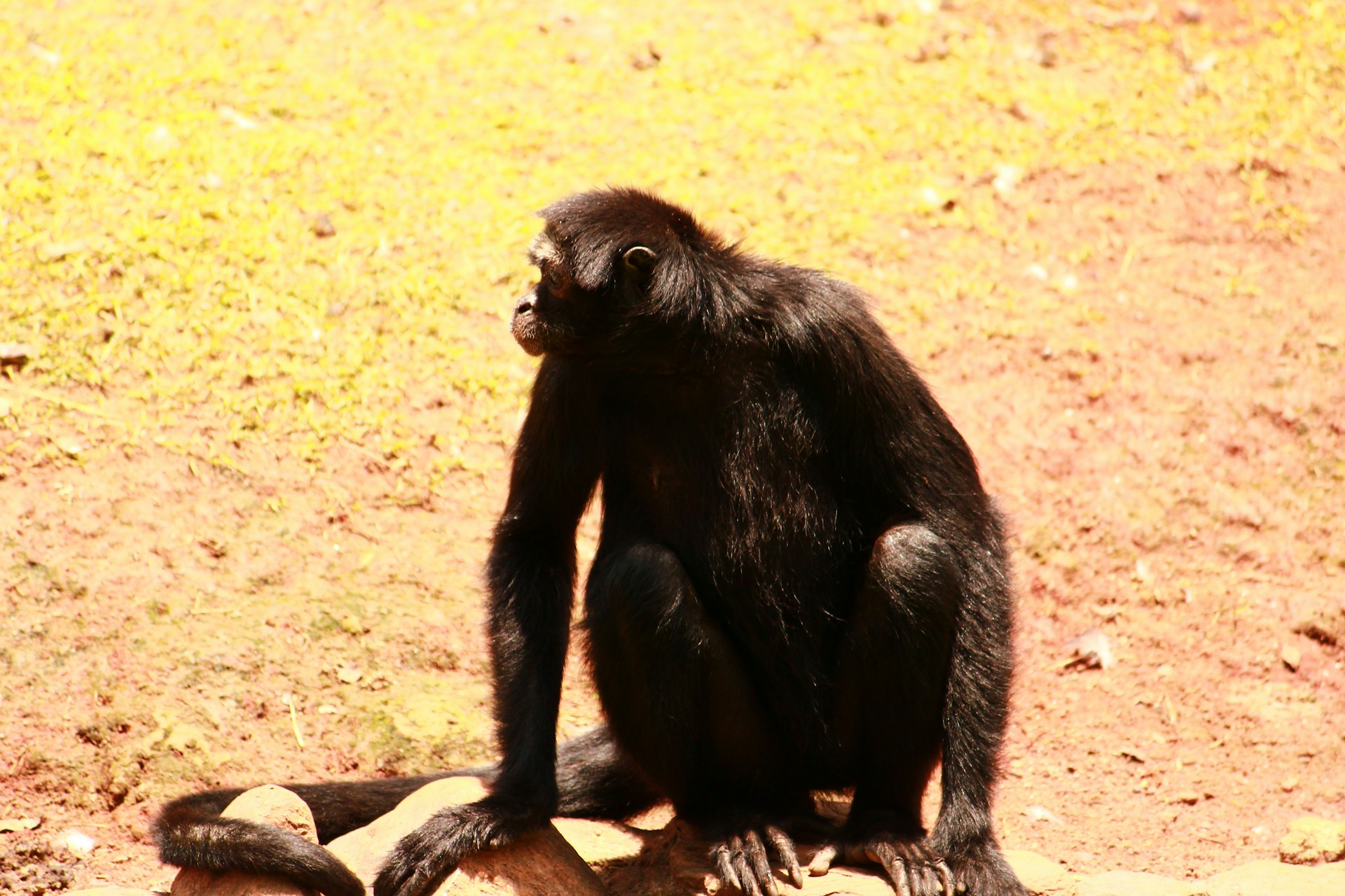 A monkey sitting on top of a rock