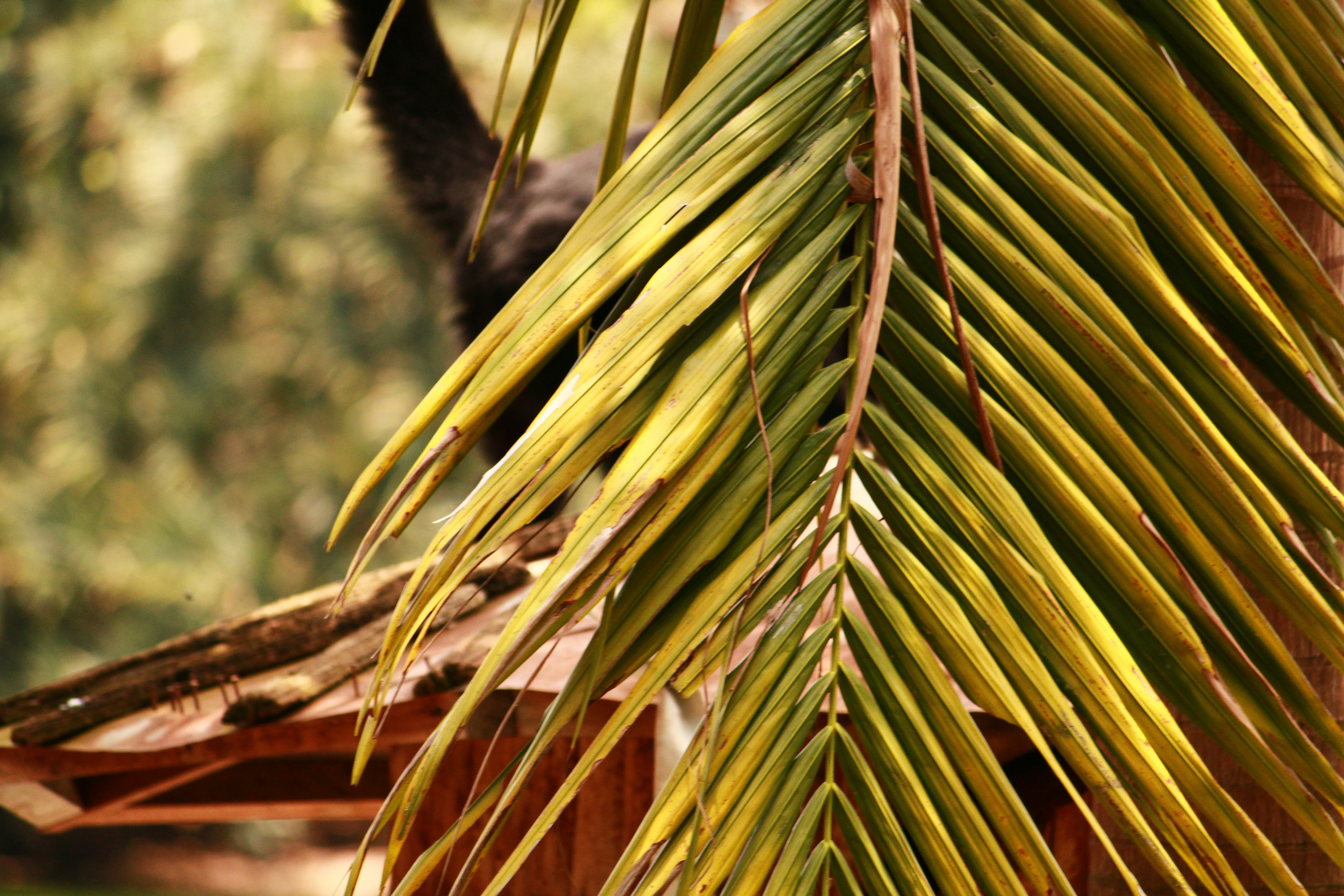 Photo by iamblondfox