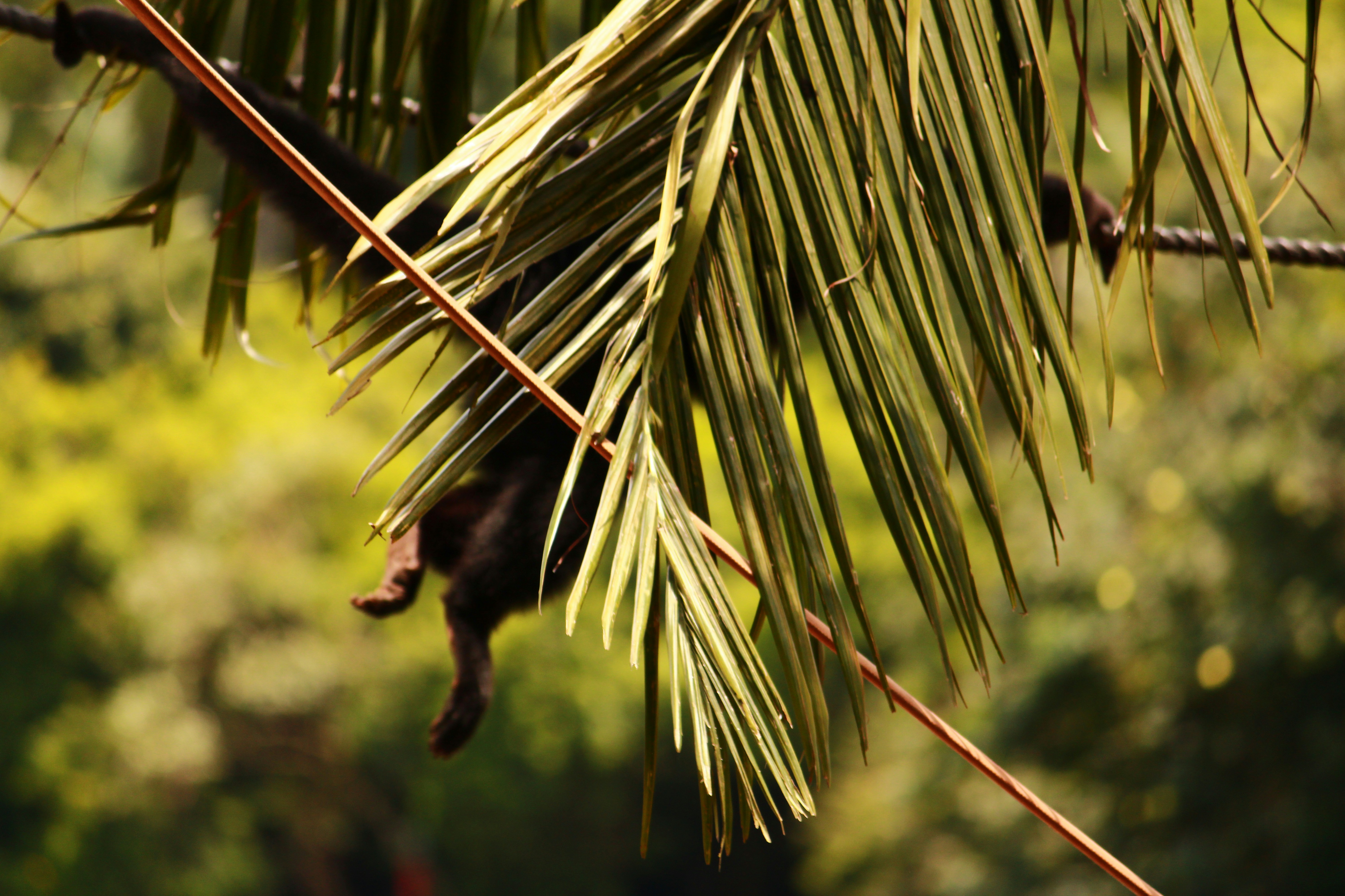 Photo by iamblondfox