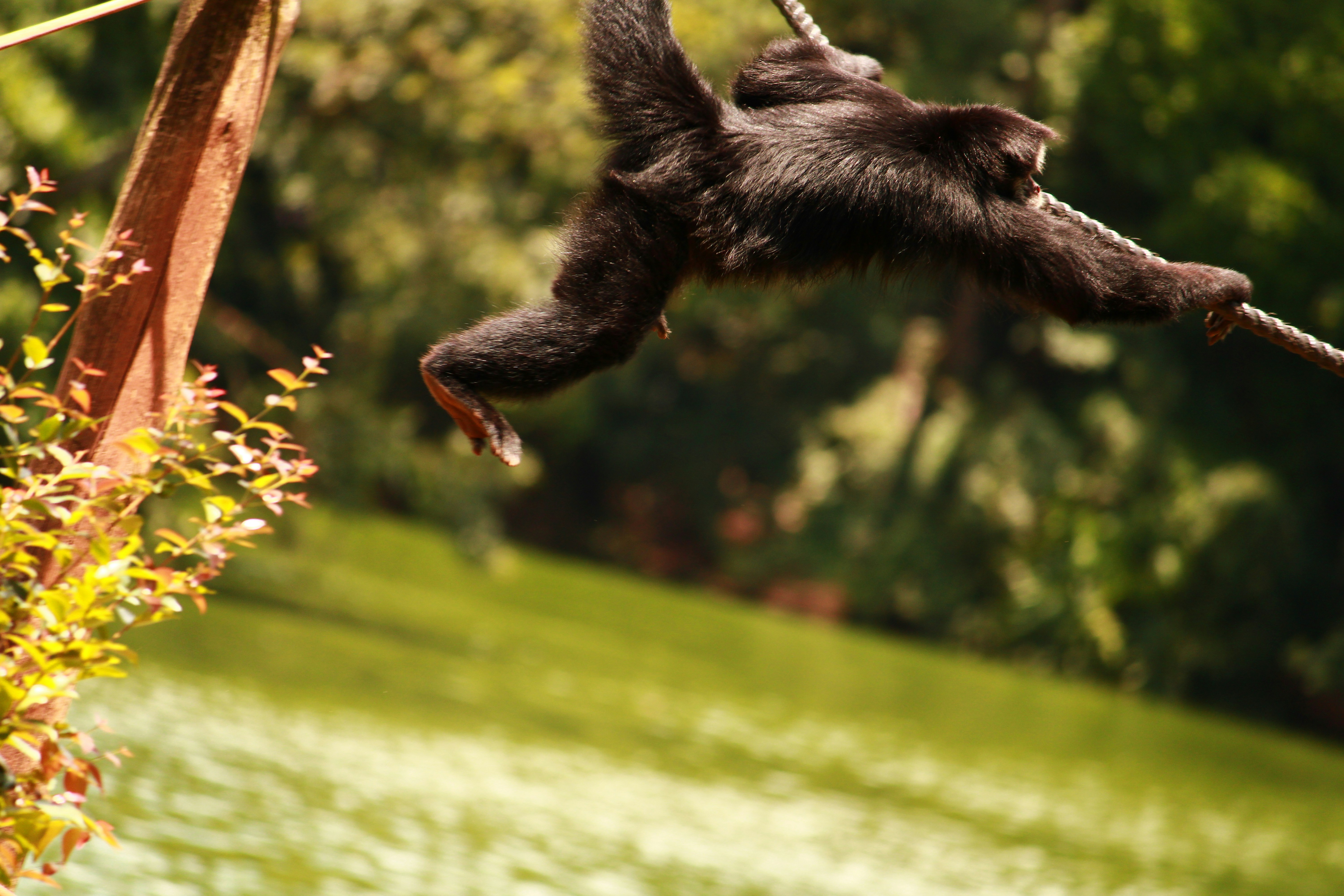 Monkey Swinging Pictures | Download Free Images on Unsplash