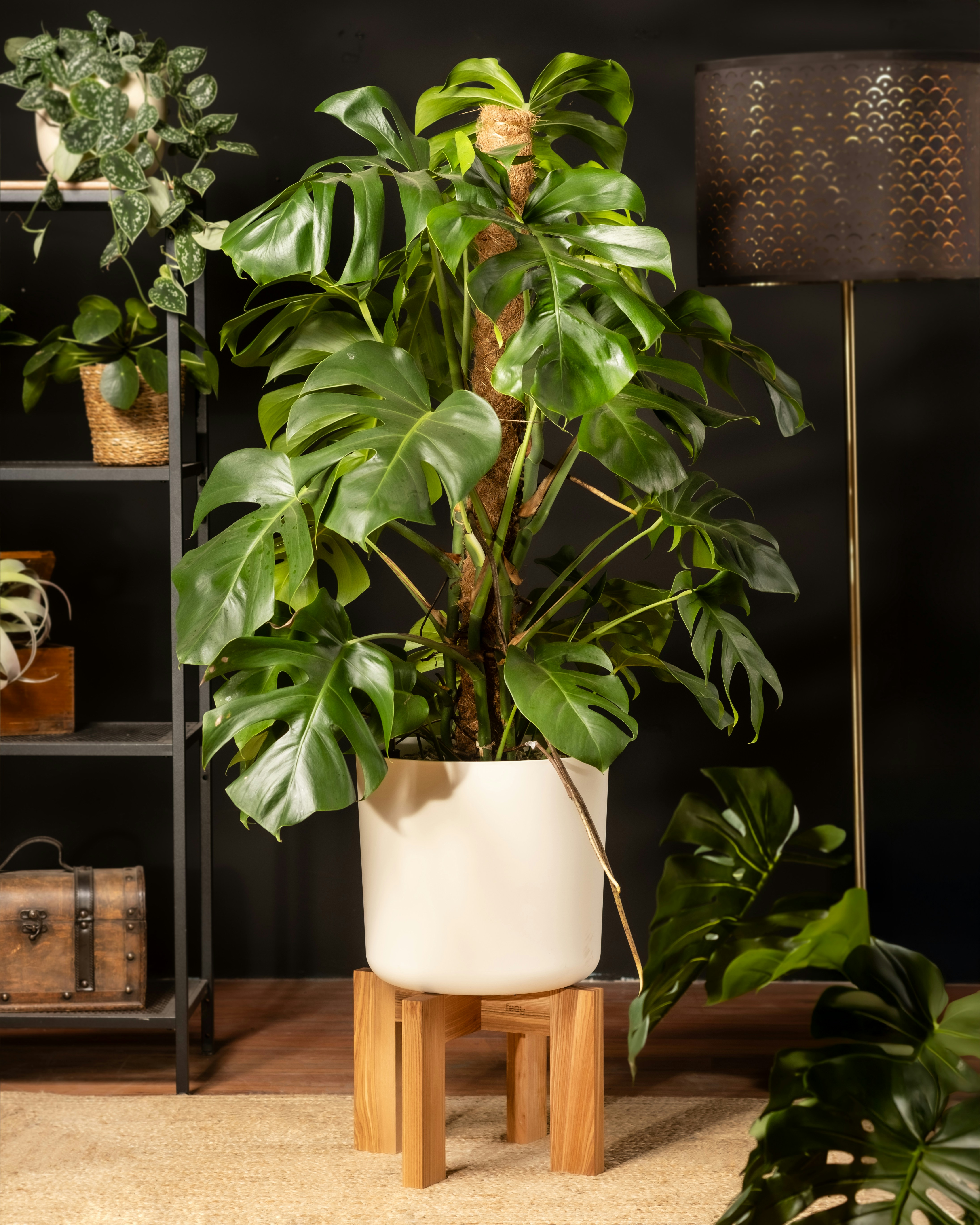 Photo by feeypflanzen