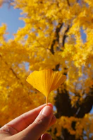 arbre ginkgo symbolisant l'énergie de la résilience et du bien-être par excellence