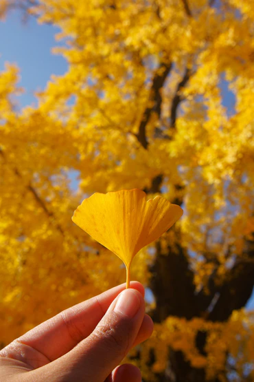 arbre ginkgo symbolisant l'énergie de la résilience et du bien-être par excellence