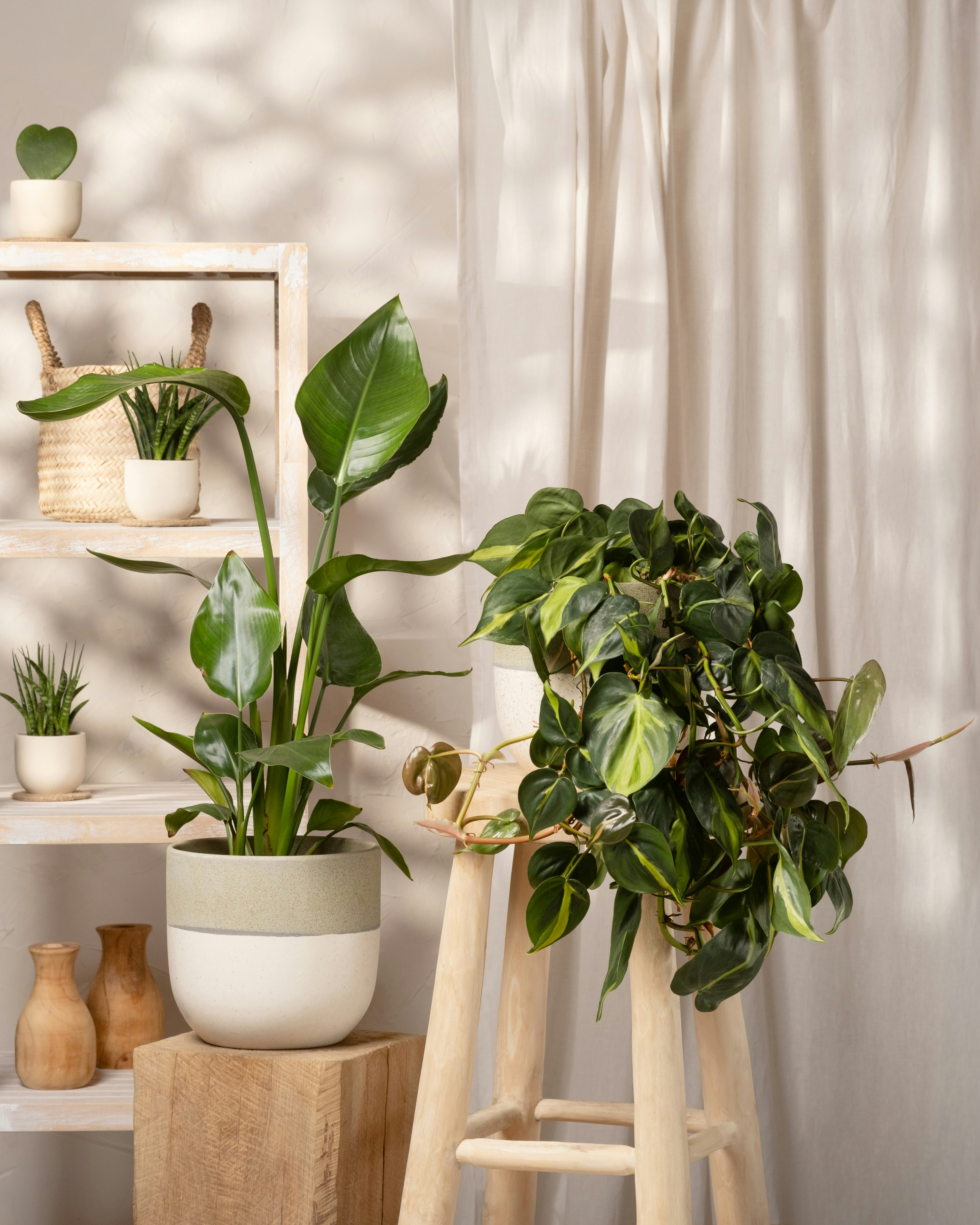 Photo by feeypflanzen