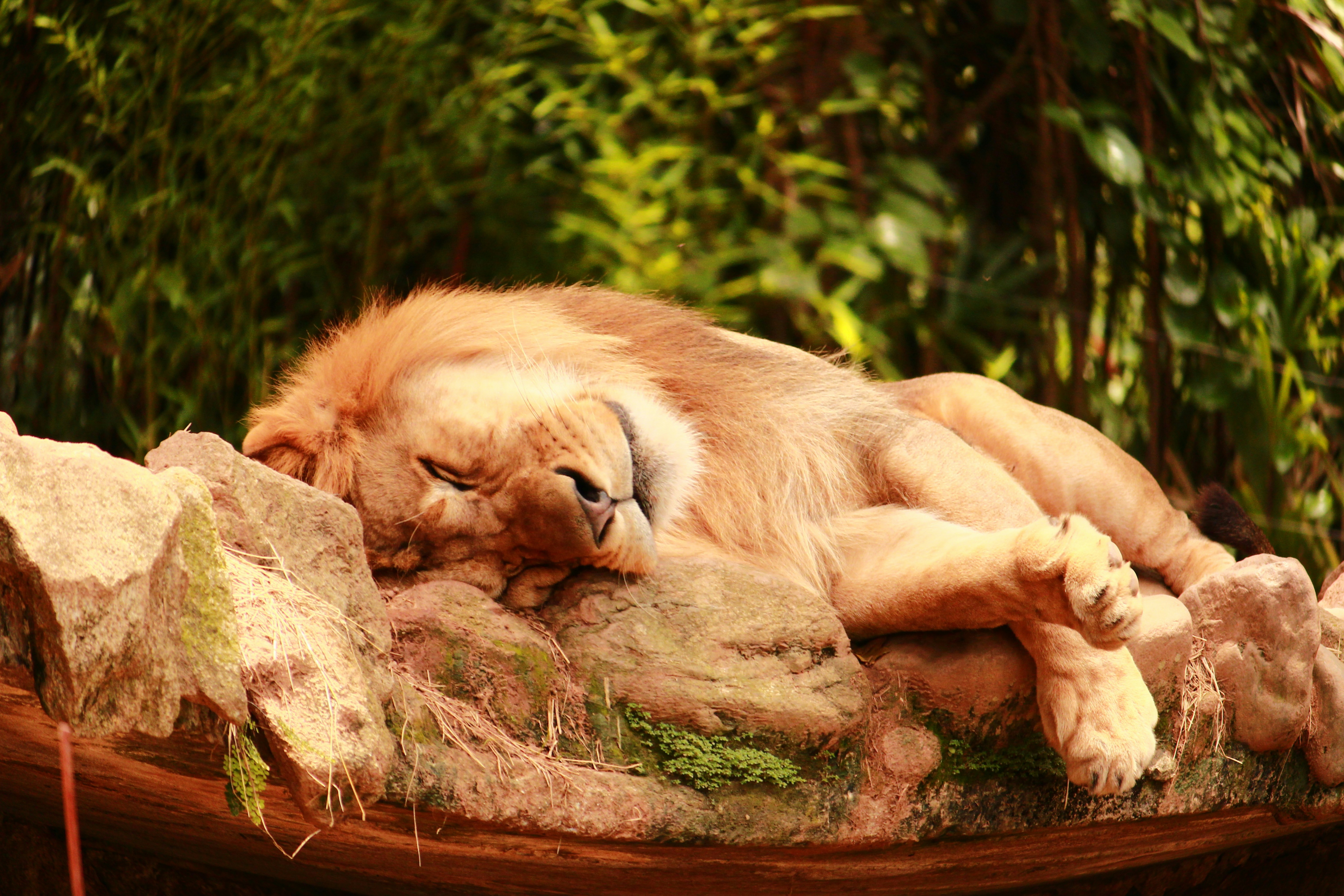A dog laying on top of a pile of rocks