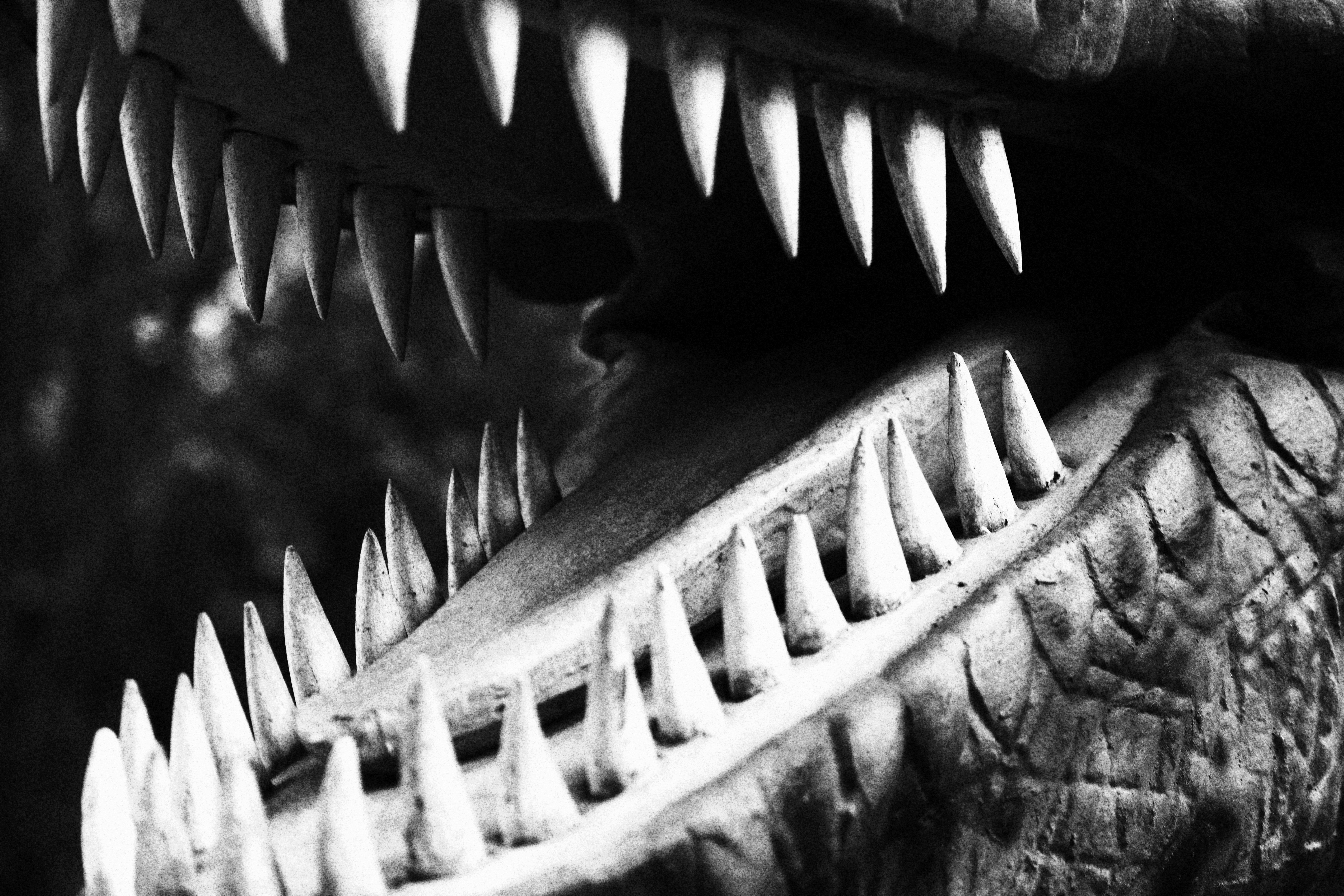 Photo by iamblondfox