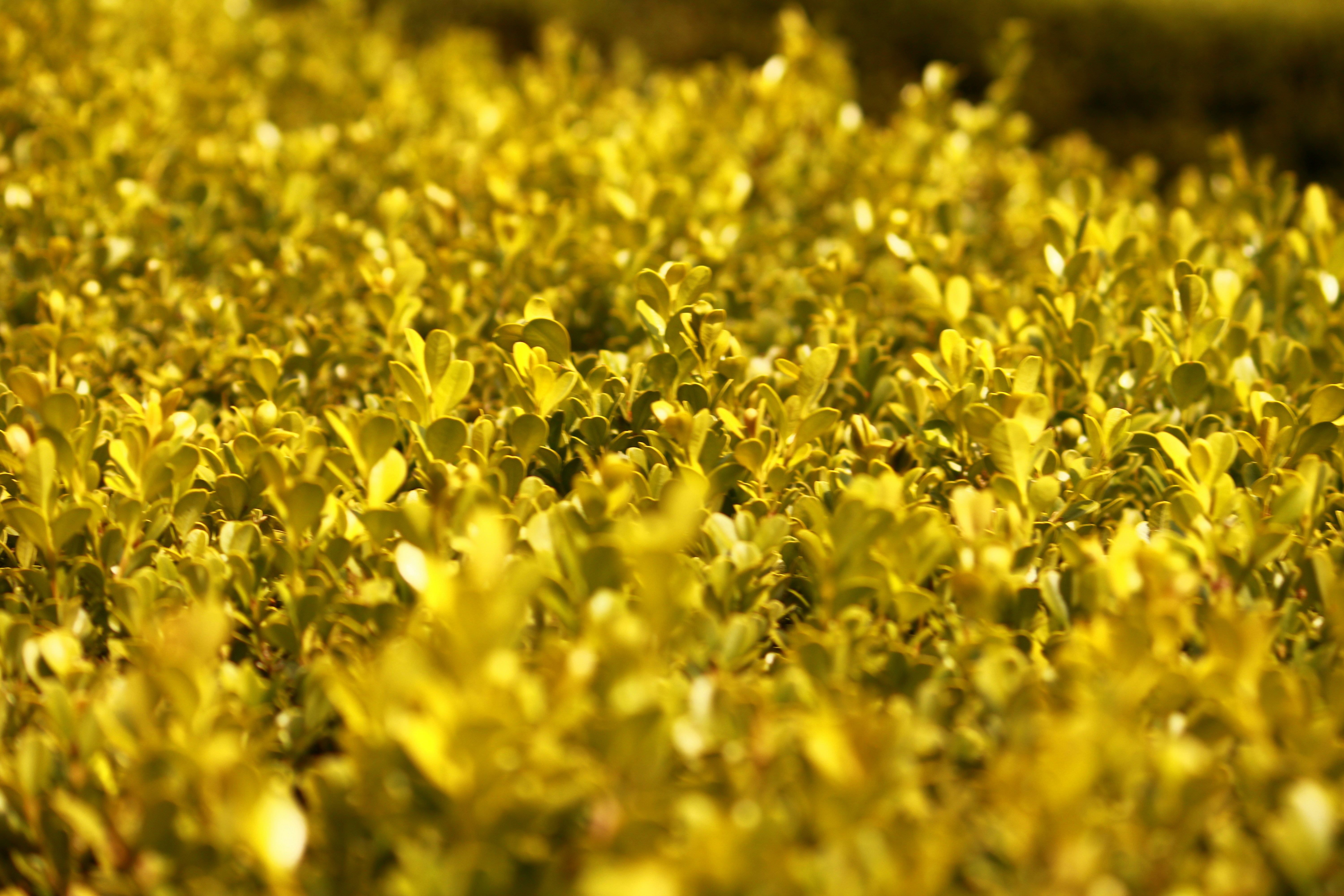 Photo by iamblondfox