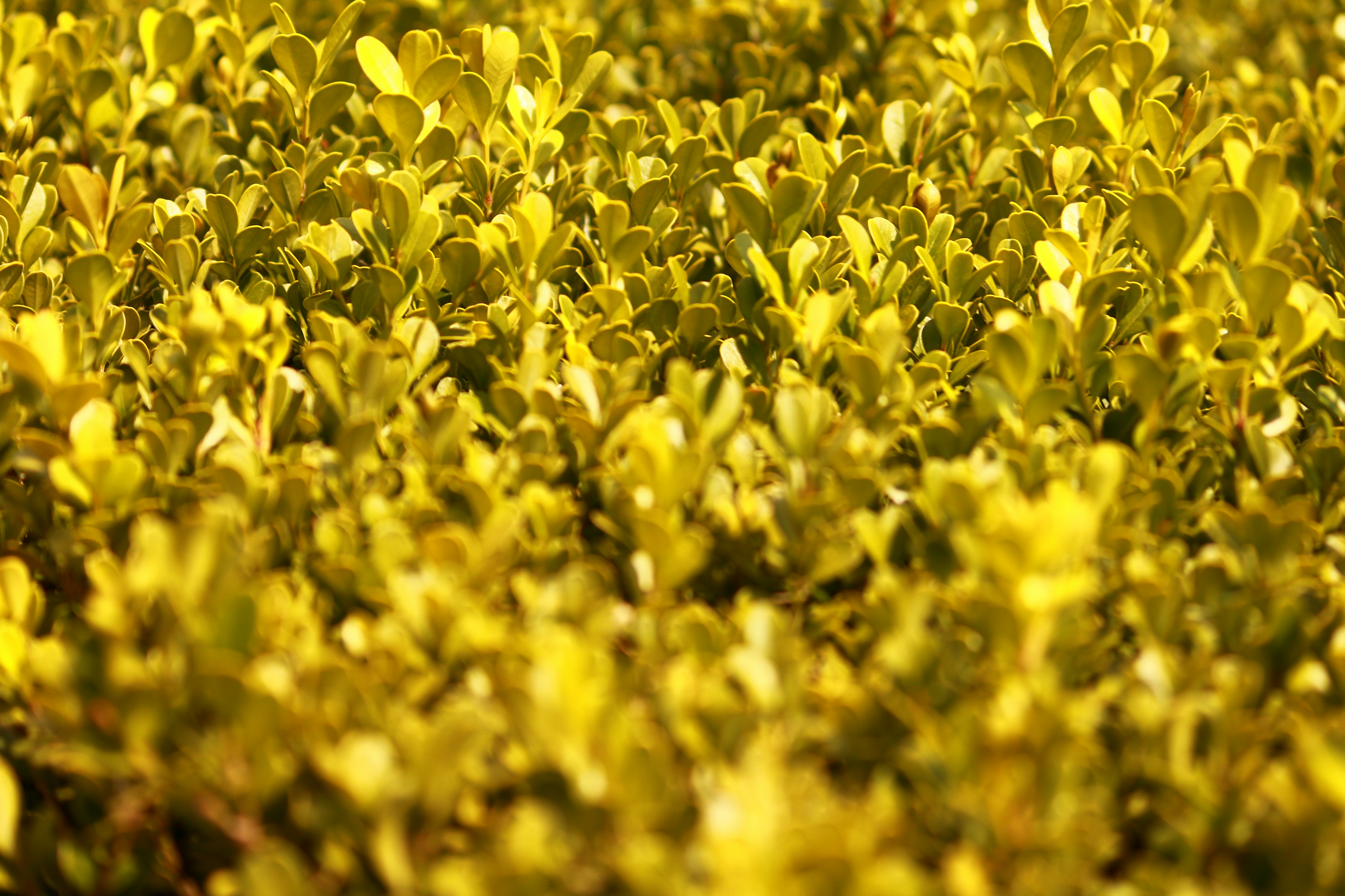 Photo by iamblondfox