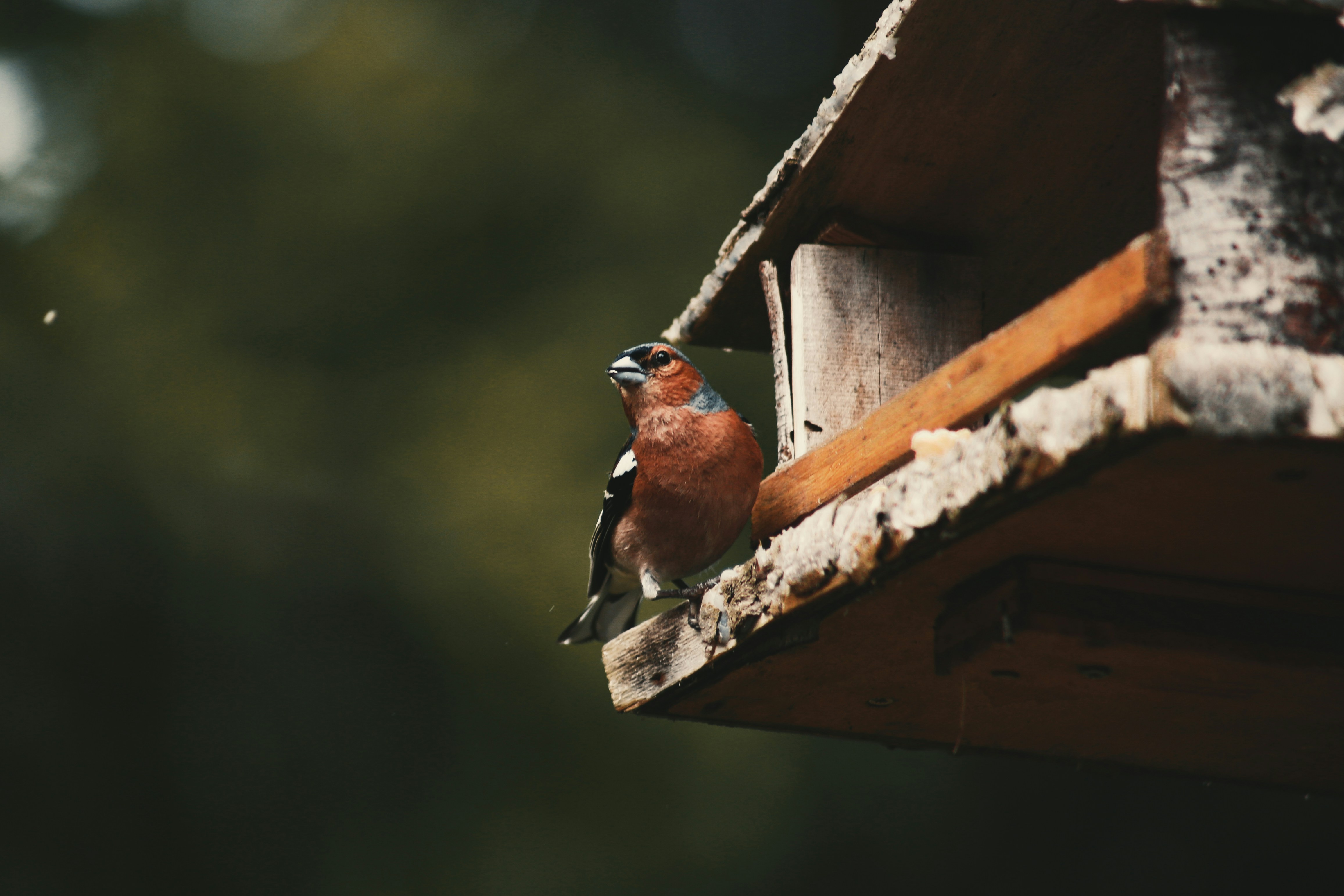 Photo by little_anne