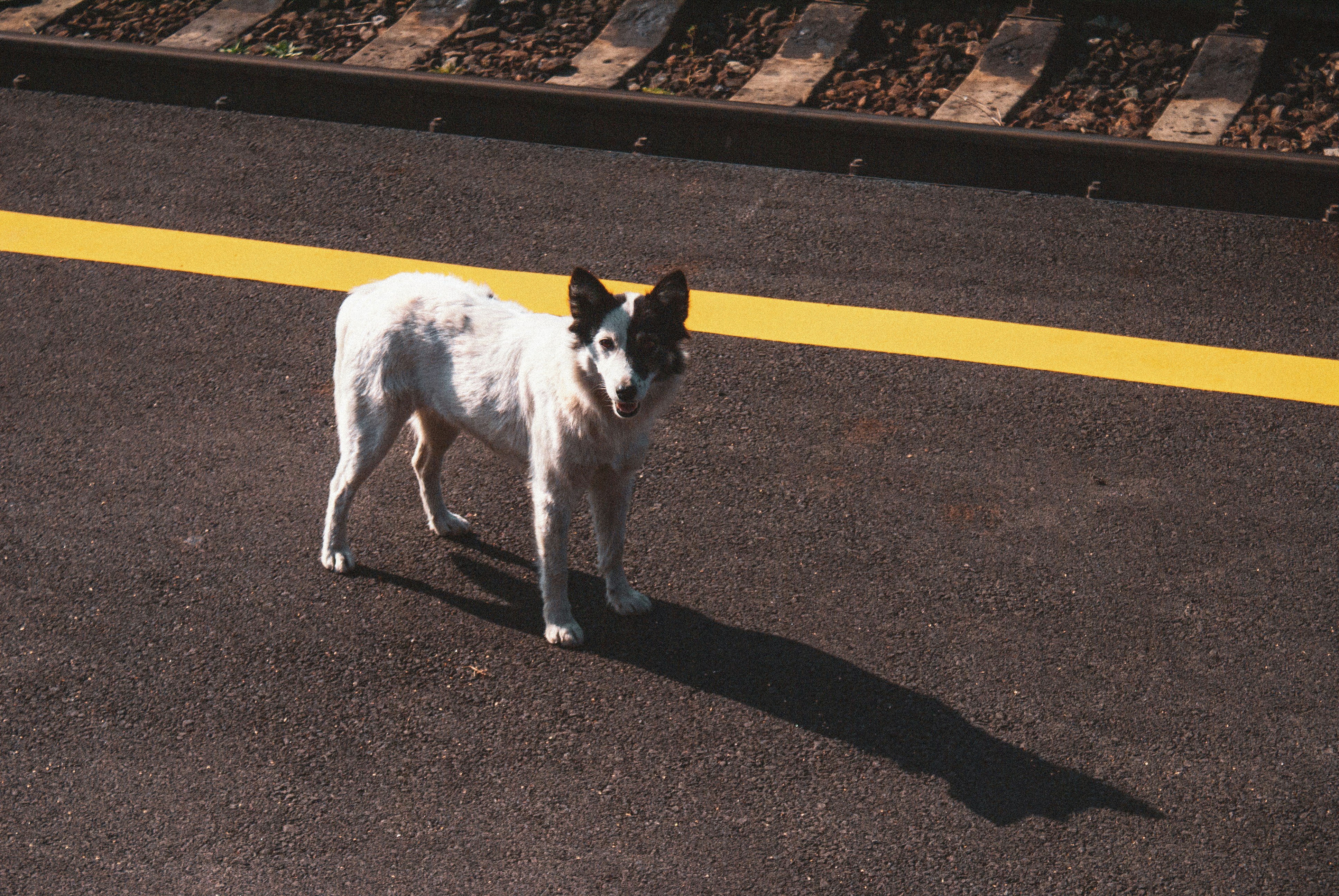 Conclusión: Mirar a los ojos del abandono para no volver la espalda