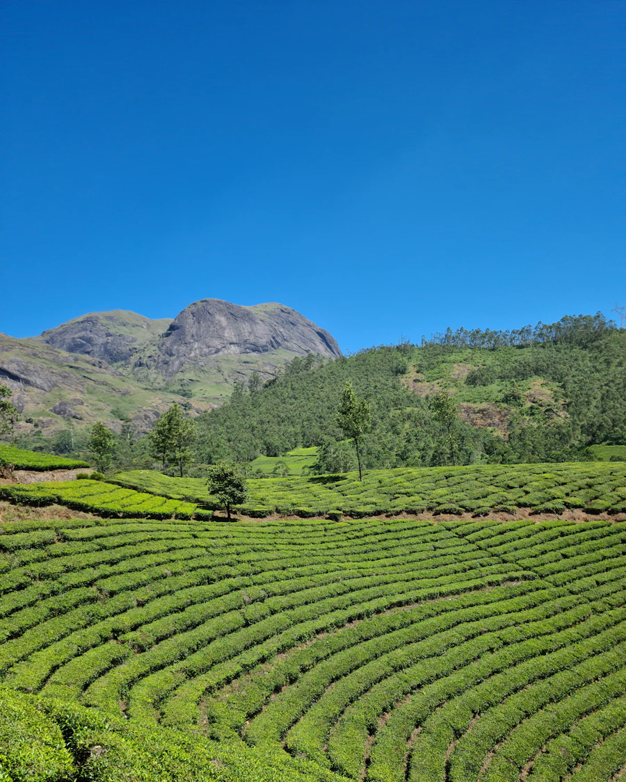Tea plantation in Munnar, Kerala, India