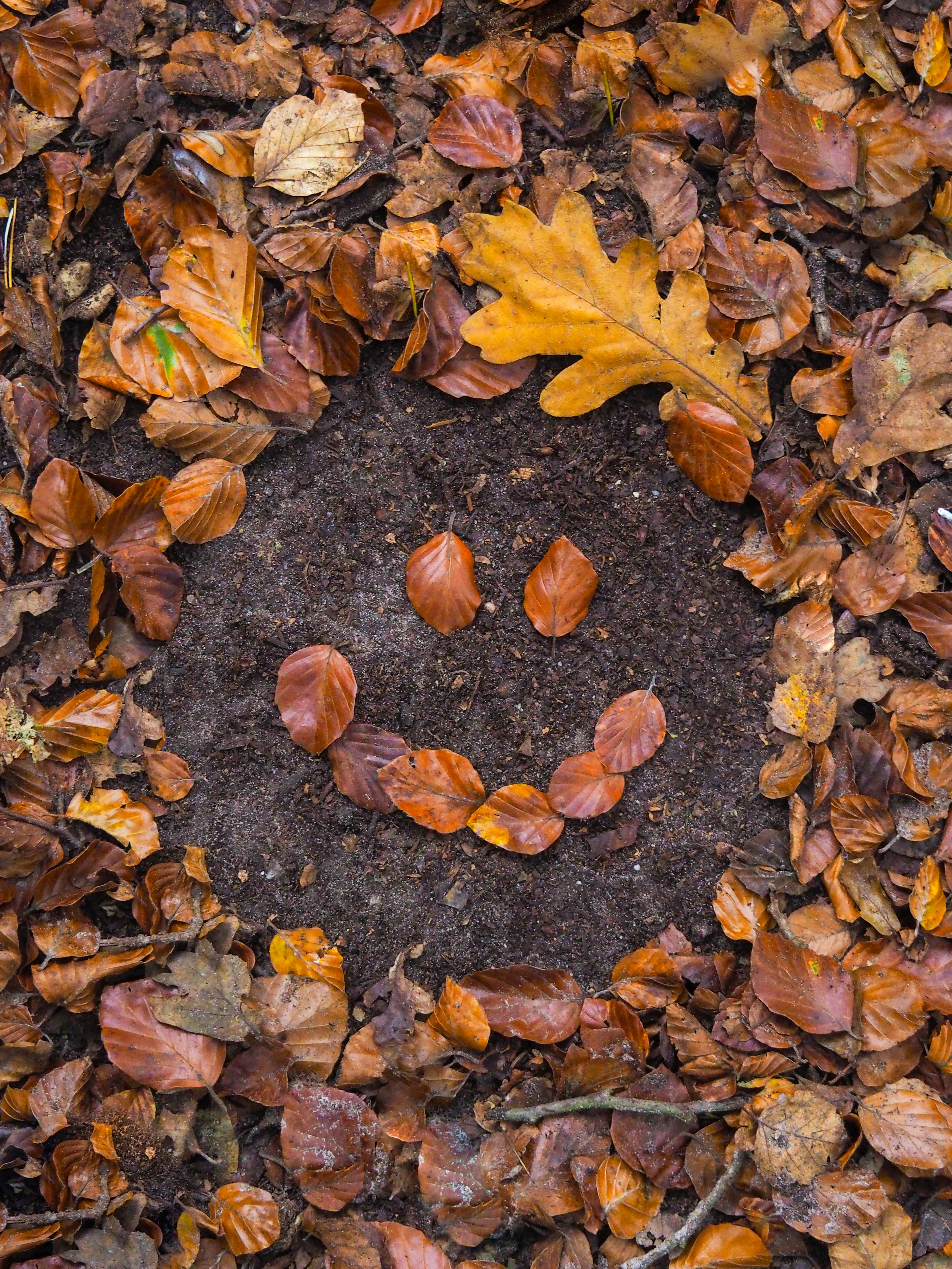 Una cara sonriente hecha de hojas en el suelo