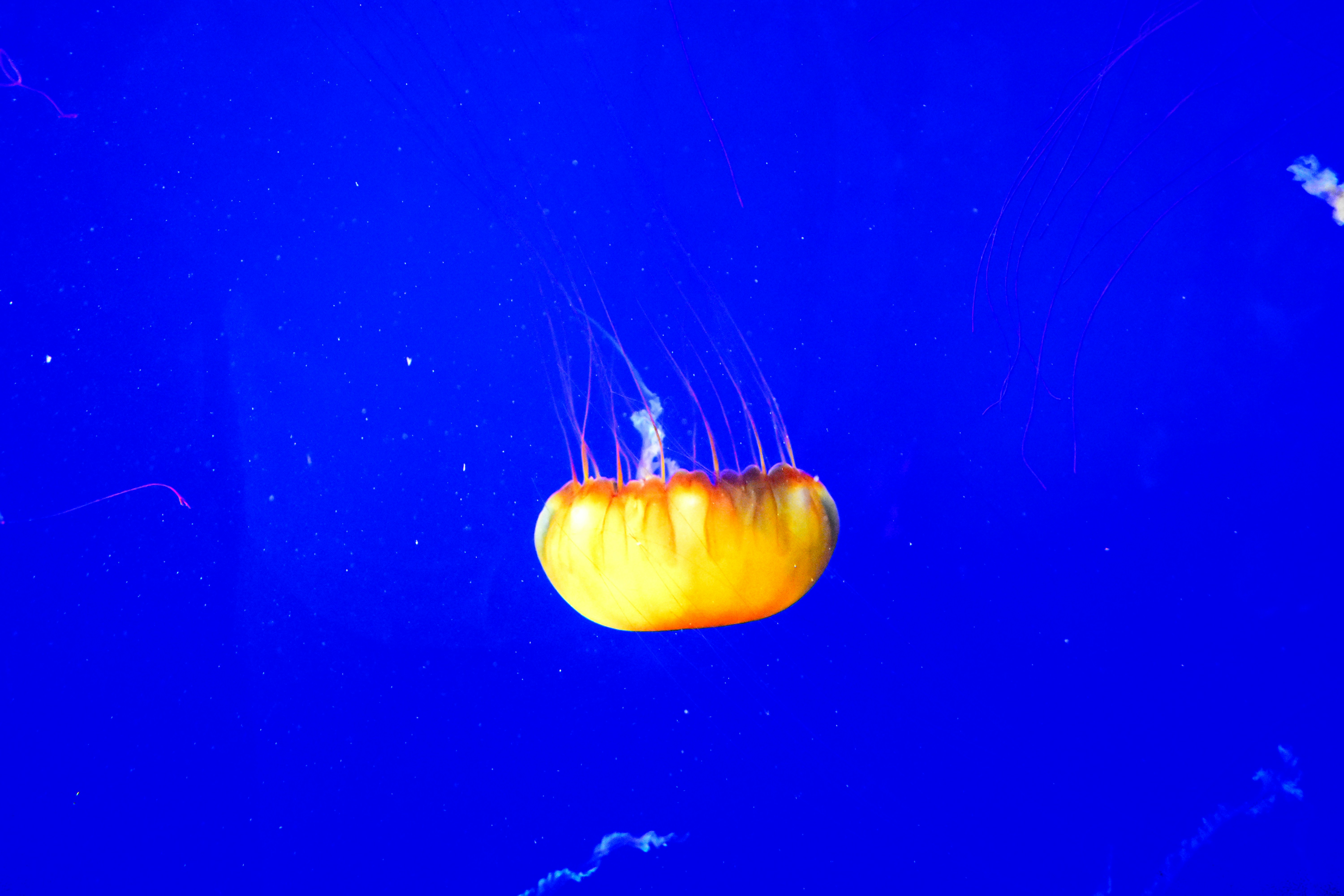A group of jellyfish floating in the water