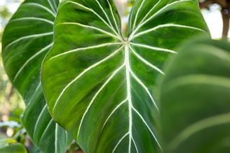 A close up of a large green leaf
