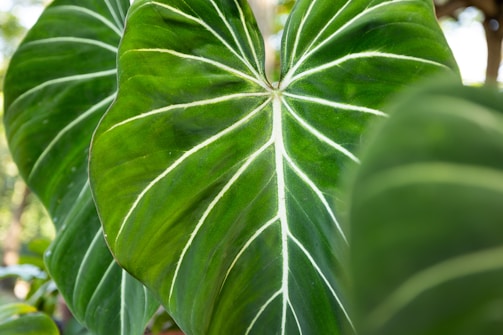 A close up of a large green leaf