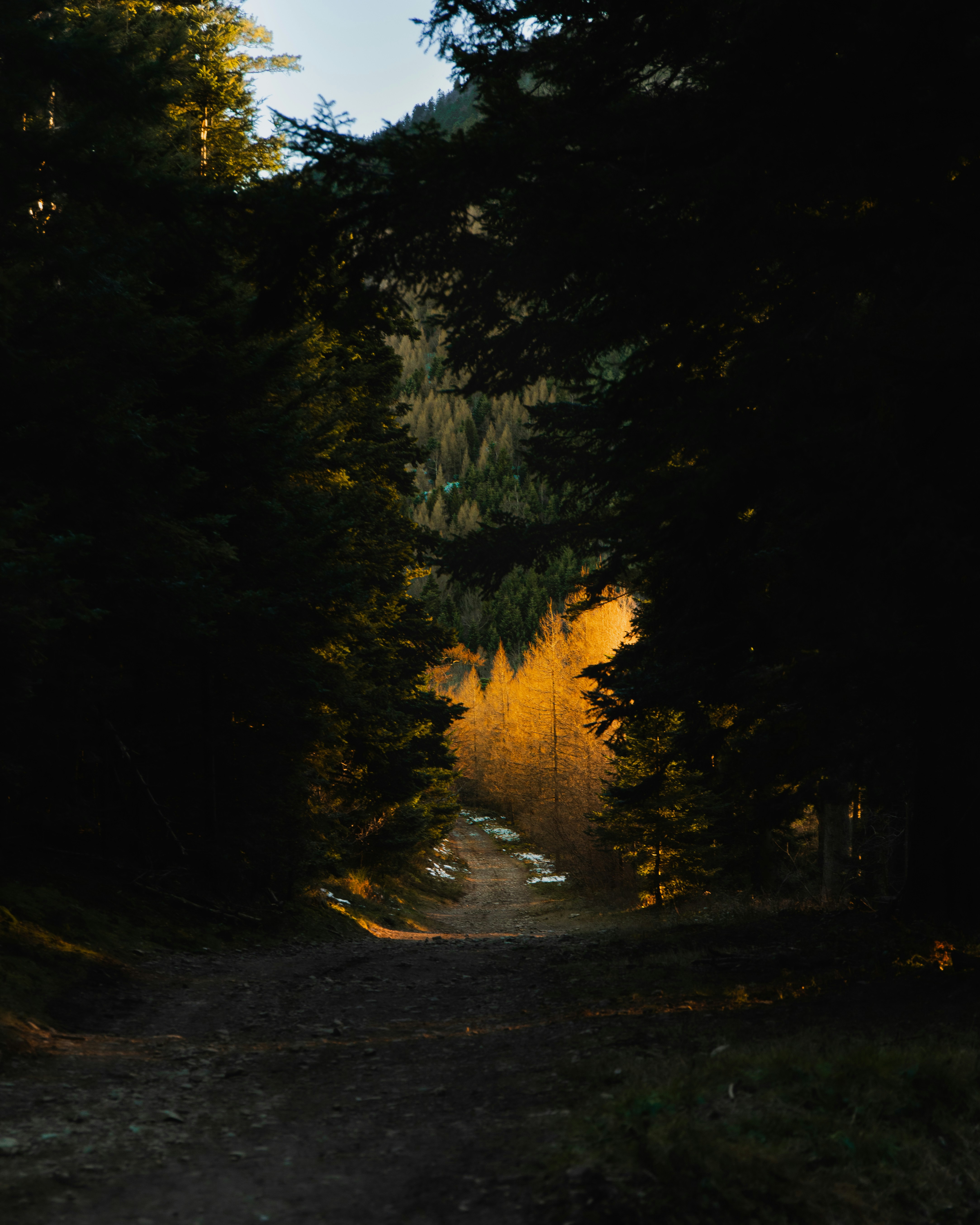 A dirt road in the middle of a forest