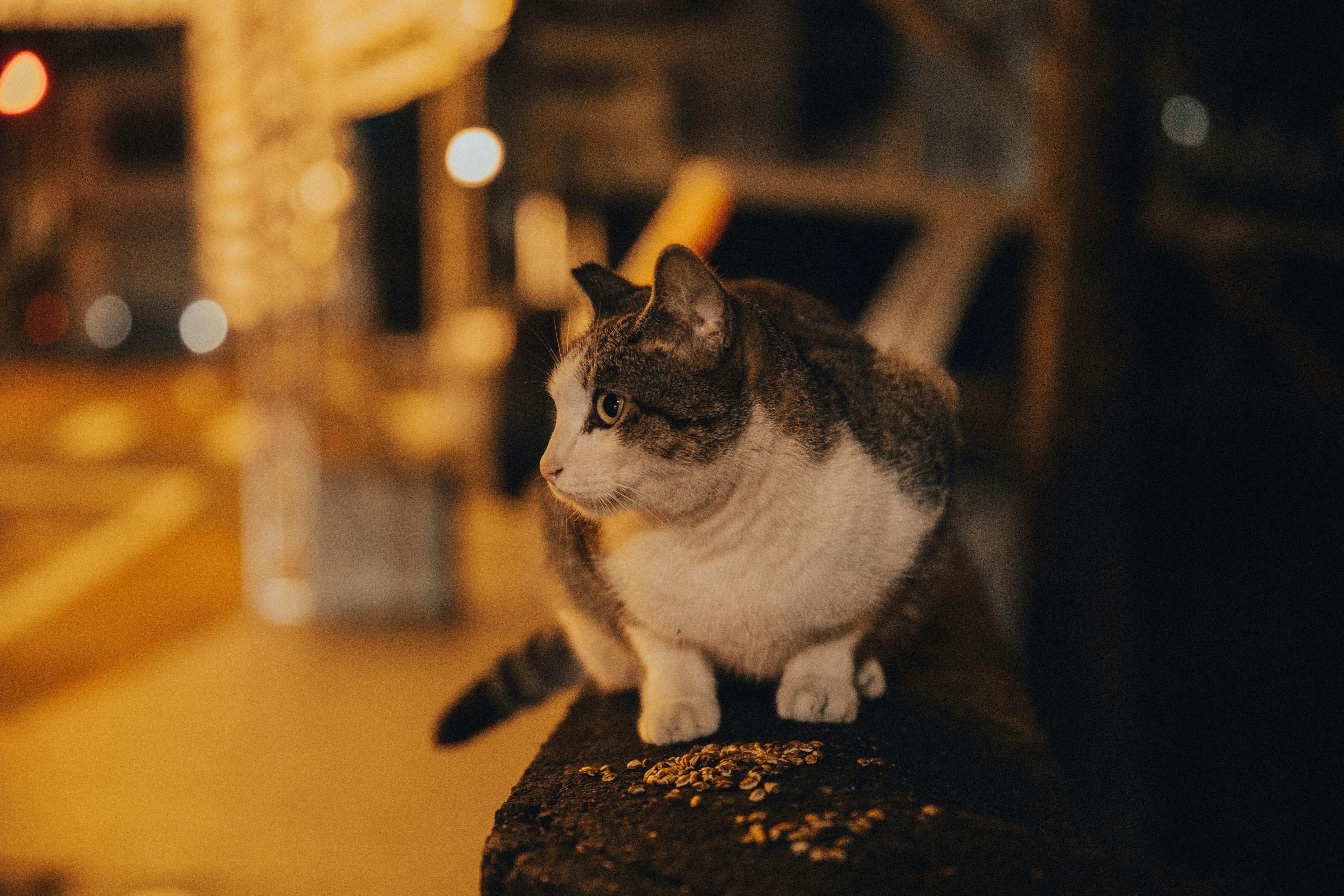 A cat sitting on top of a wooden table
