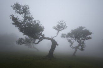 A foggy field with three trees in the foreground