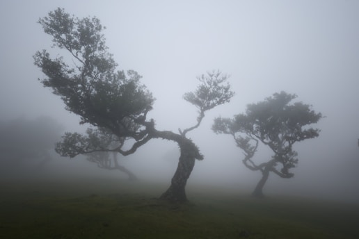 A foggy field with three trees in the foreground