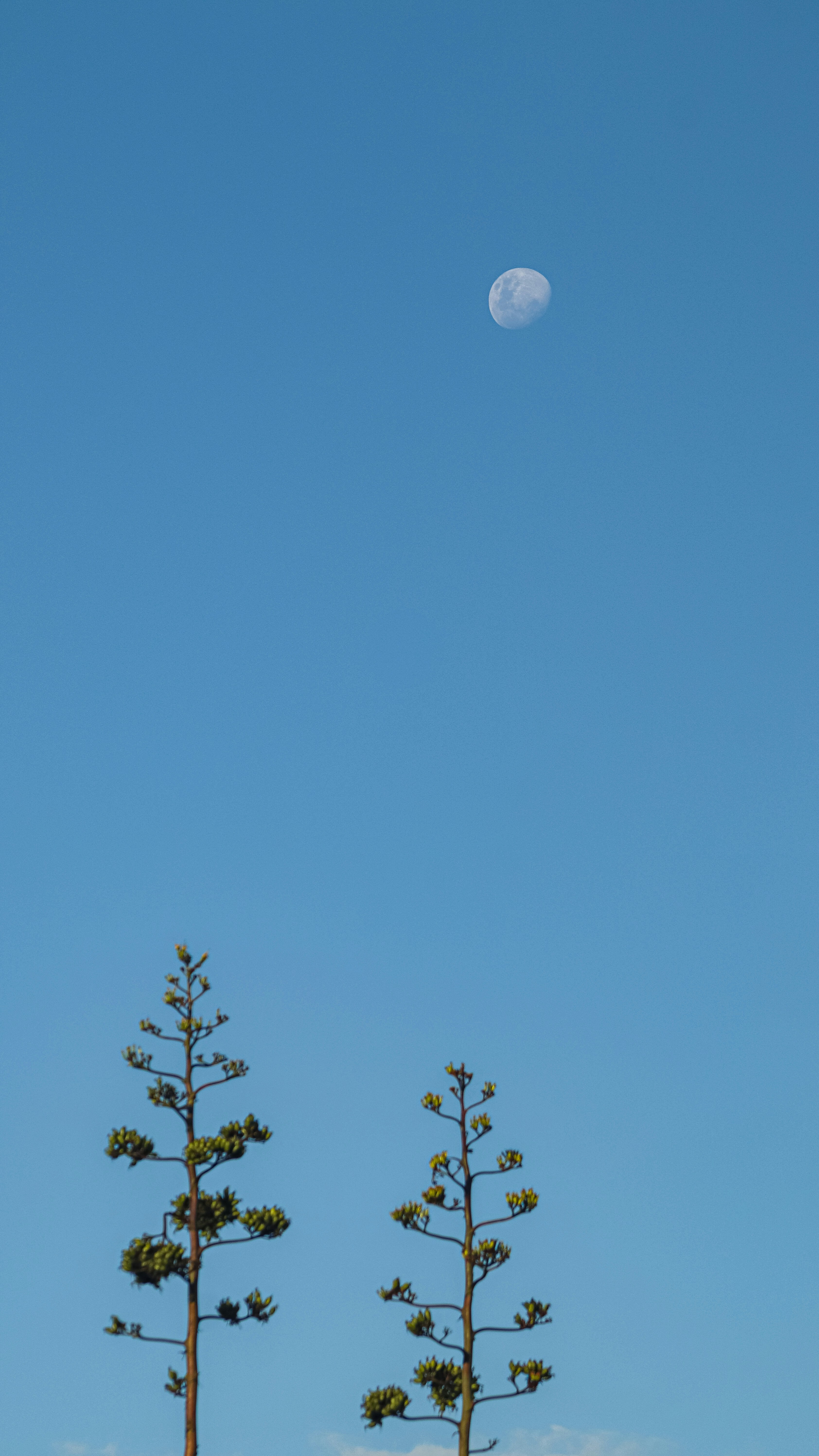 A clear blue sky with a half moon in the distance