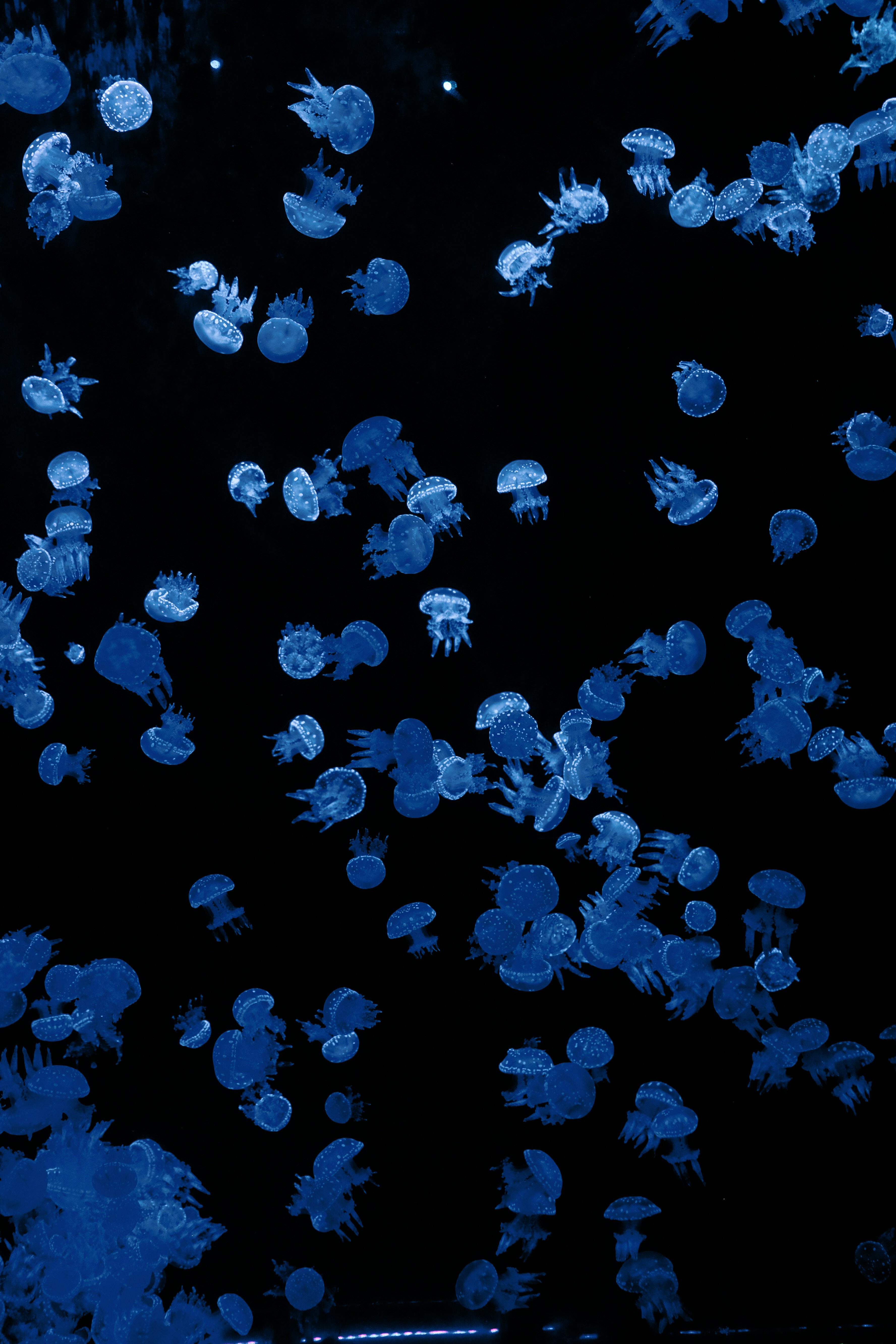 Photo by aserusainhuu