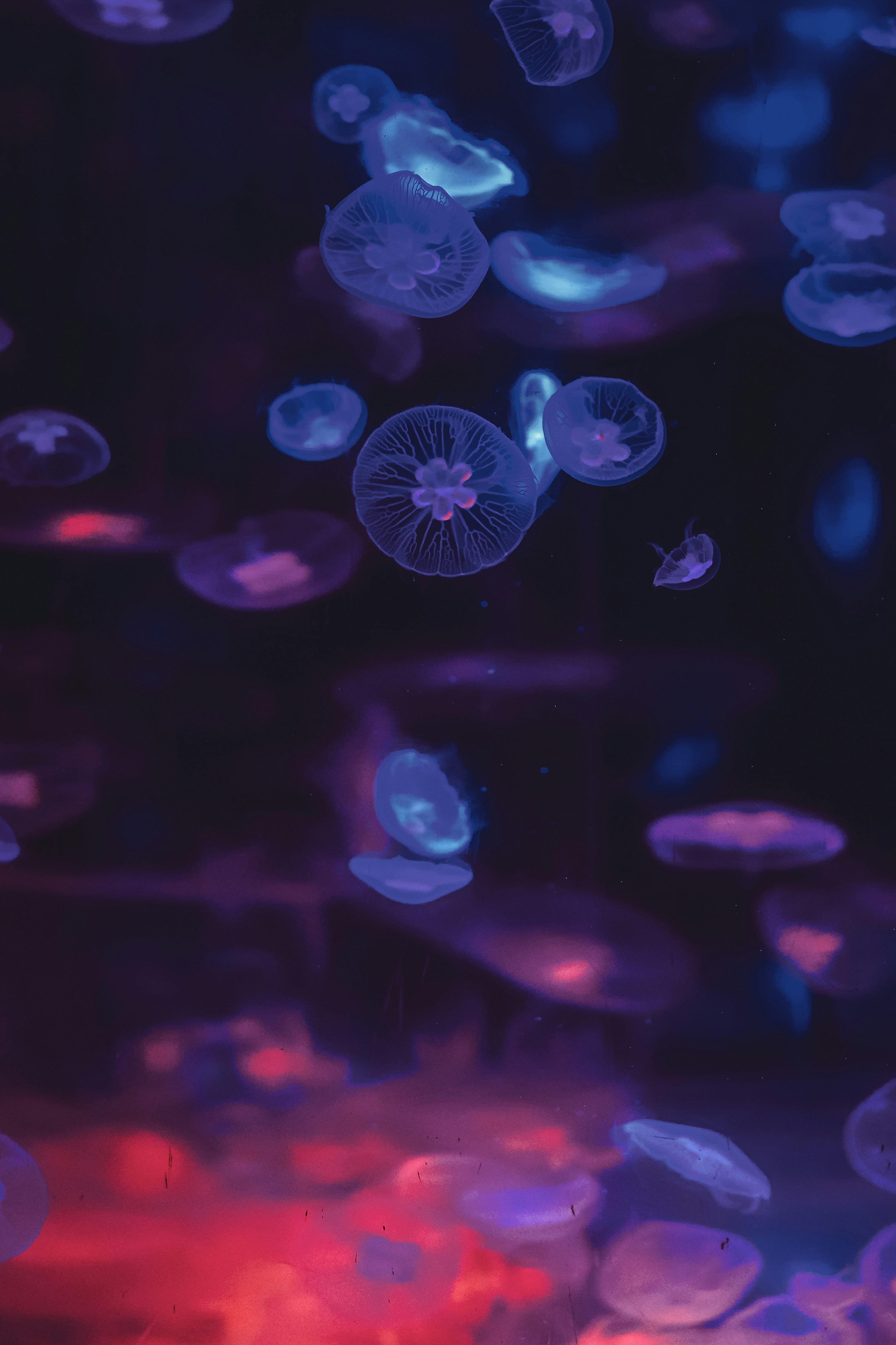 Photo by aserusainhuu