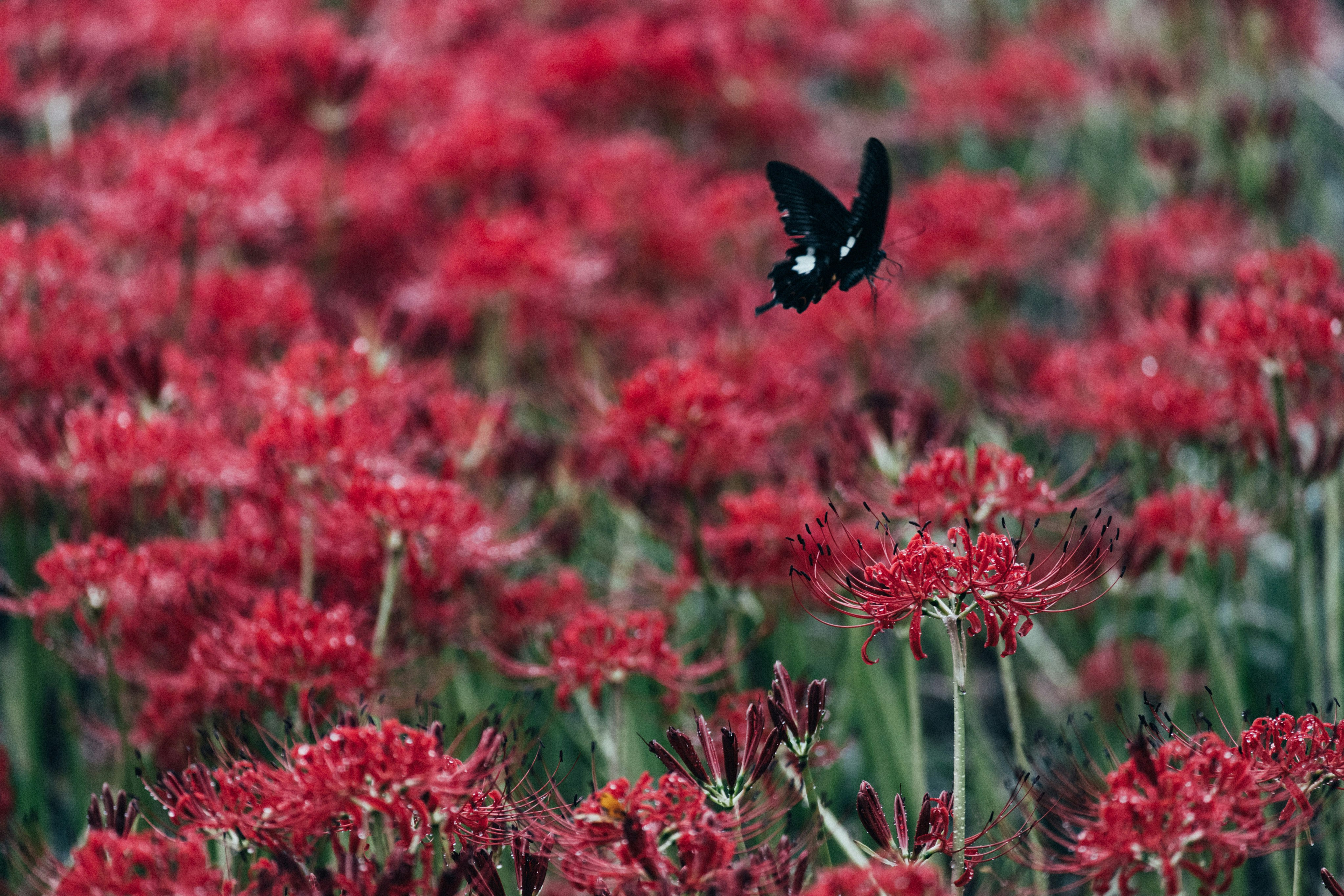 A black butterfly flying over a field of red flowers